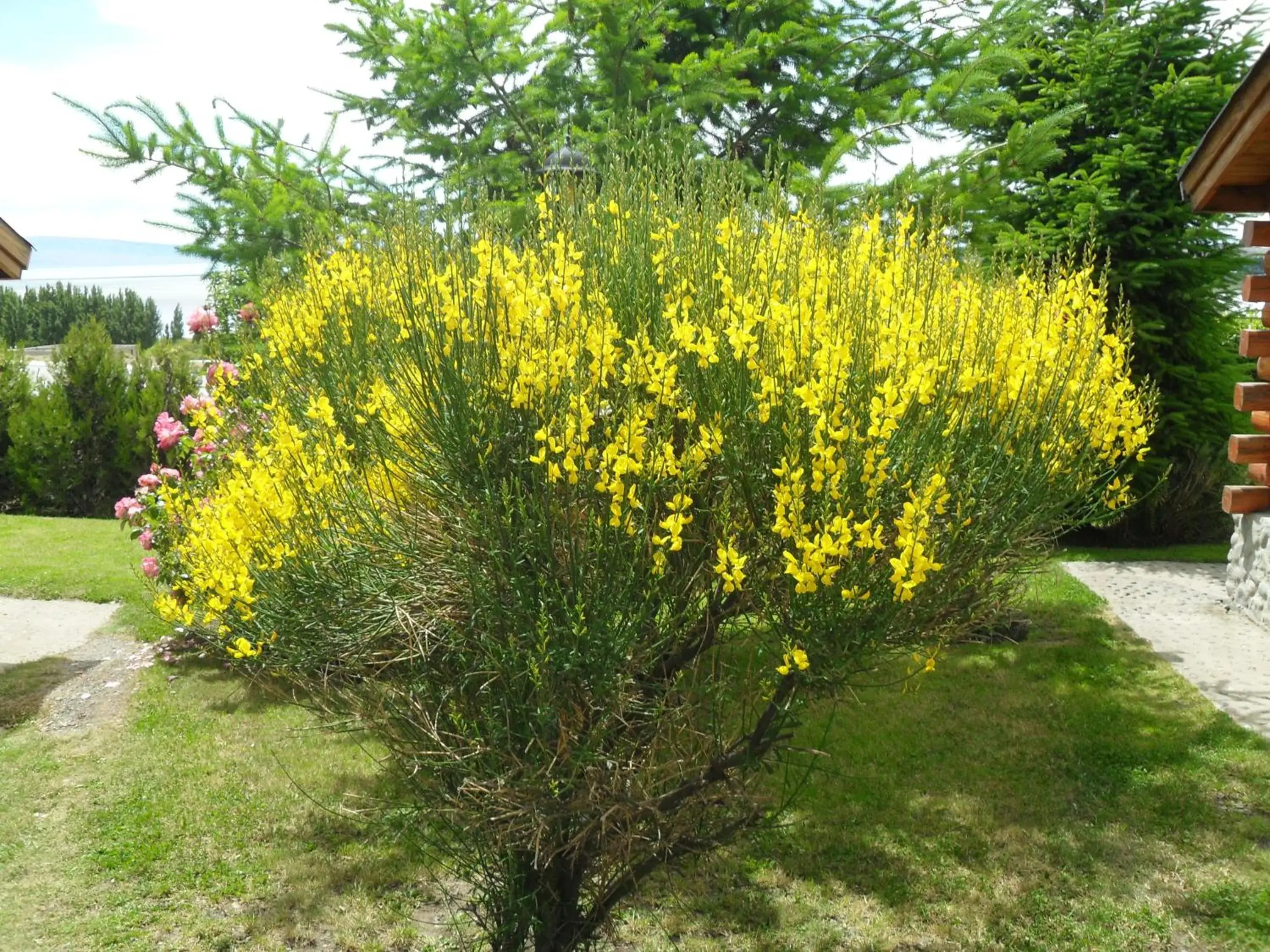 Spring, Garden in Solares Del Sur