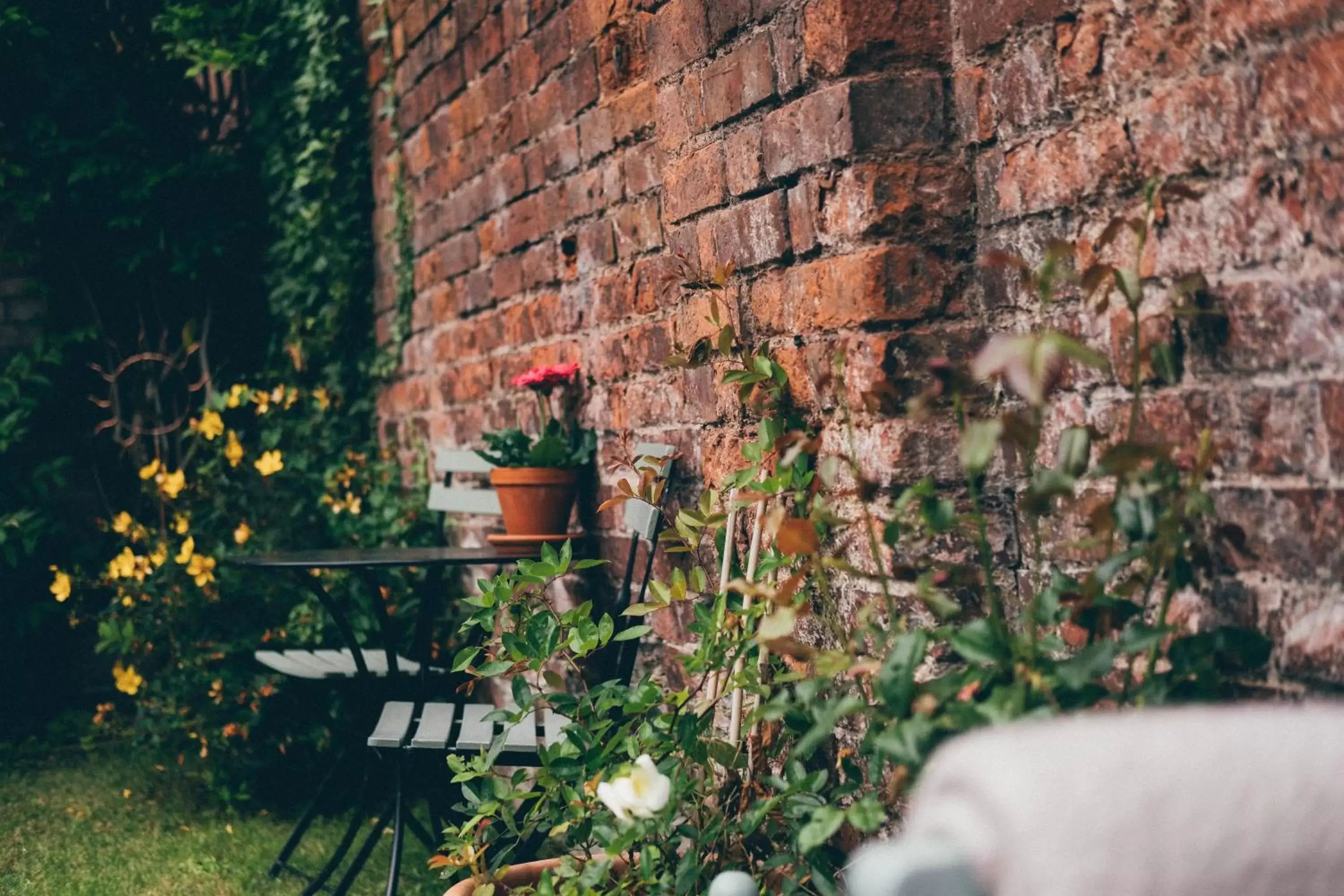 Garden in Darwin's Townhouse