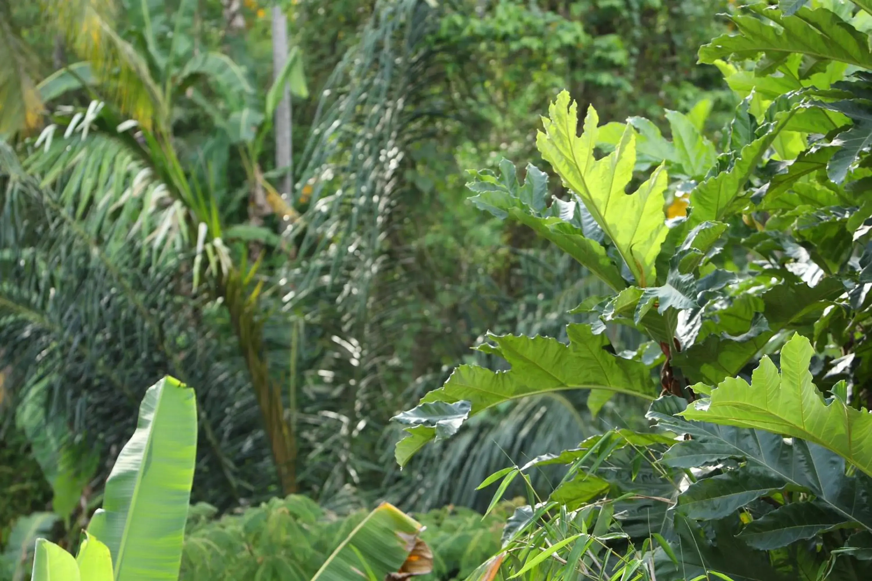 Garden in Aria Villas Ubud