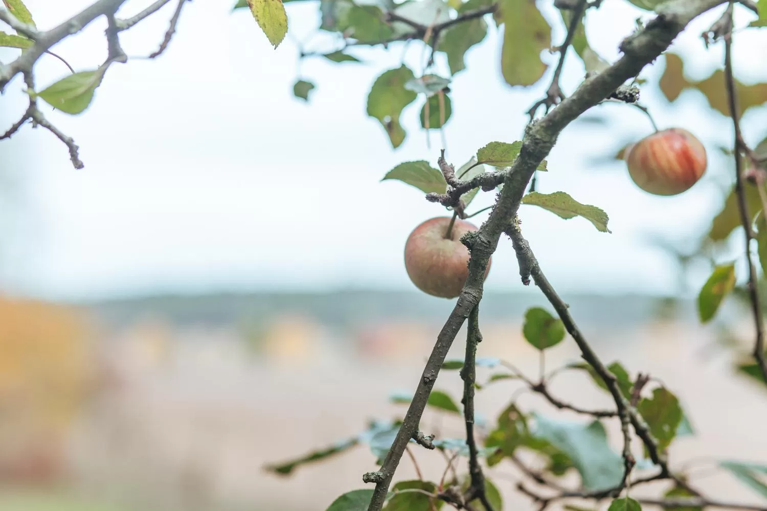Natural landscape in Hotel Zur Linde Dein Self Check In