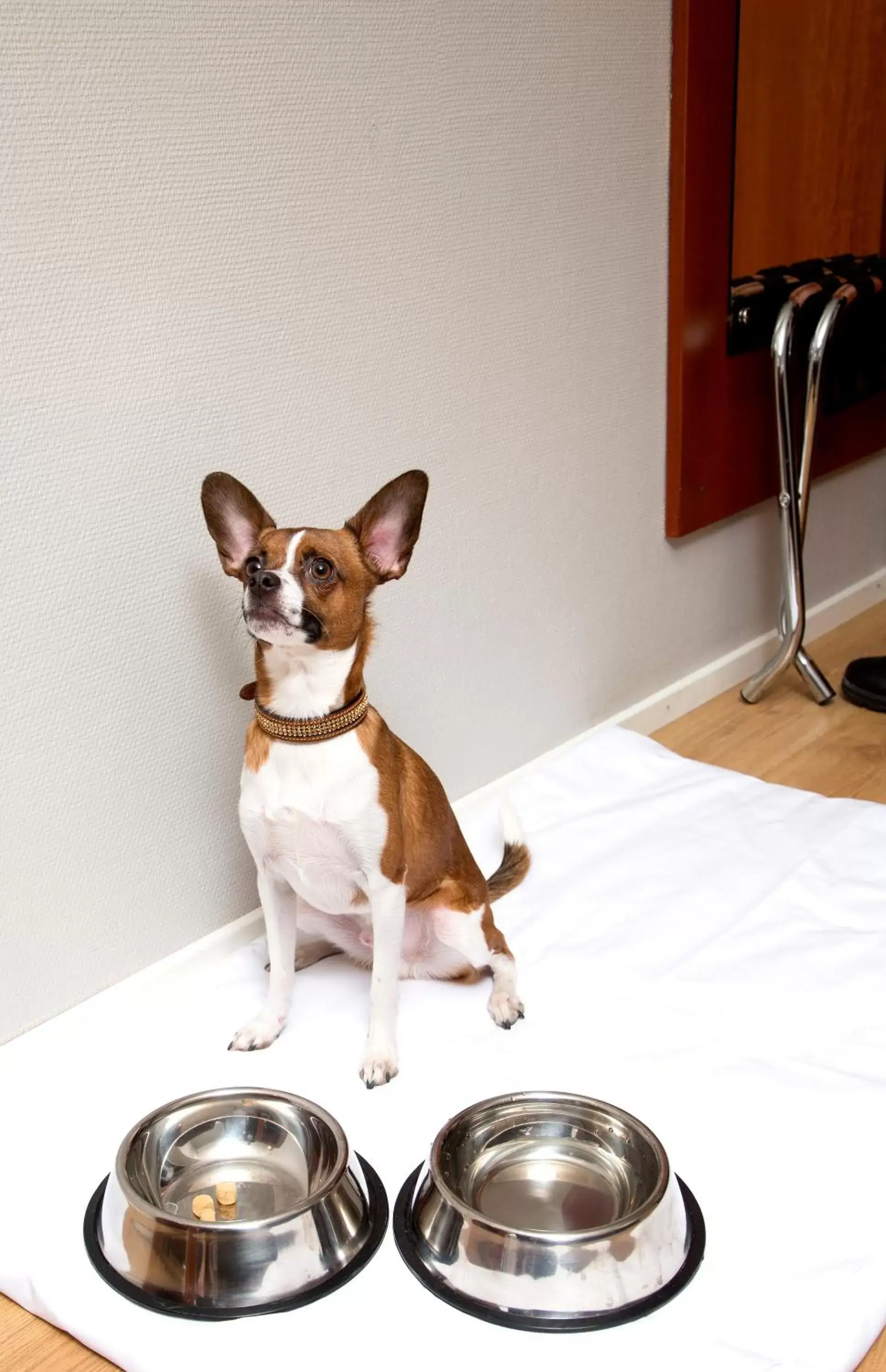 Pets in Best Western Hotell Ett