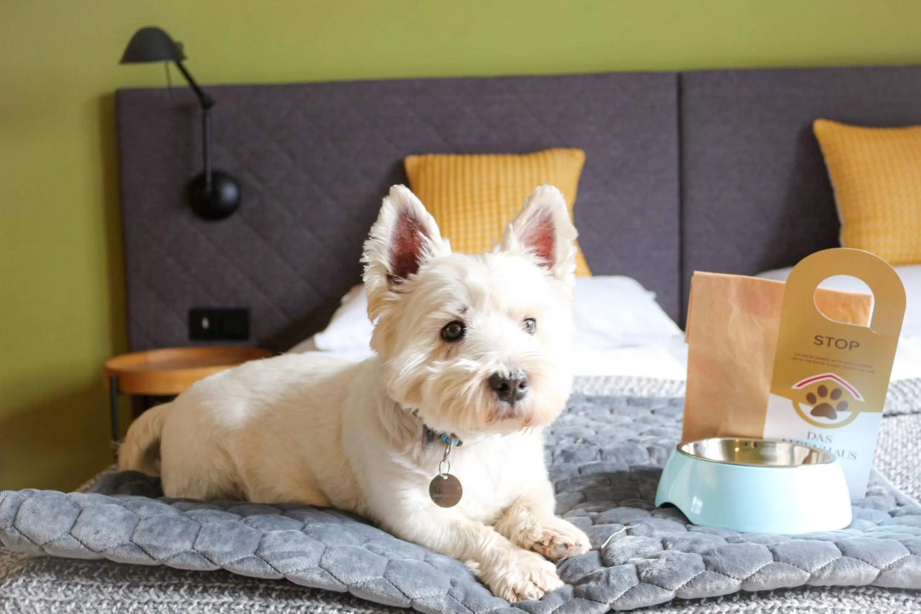 Pets in ever grün KAPRUN