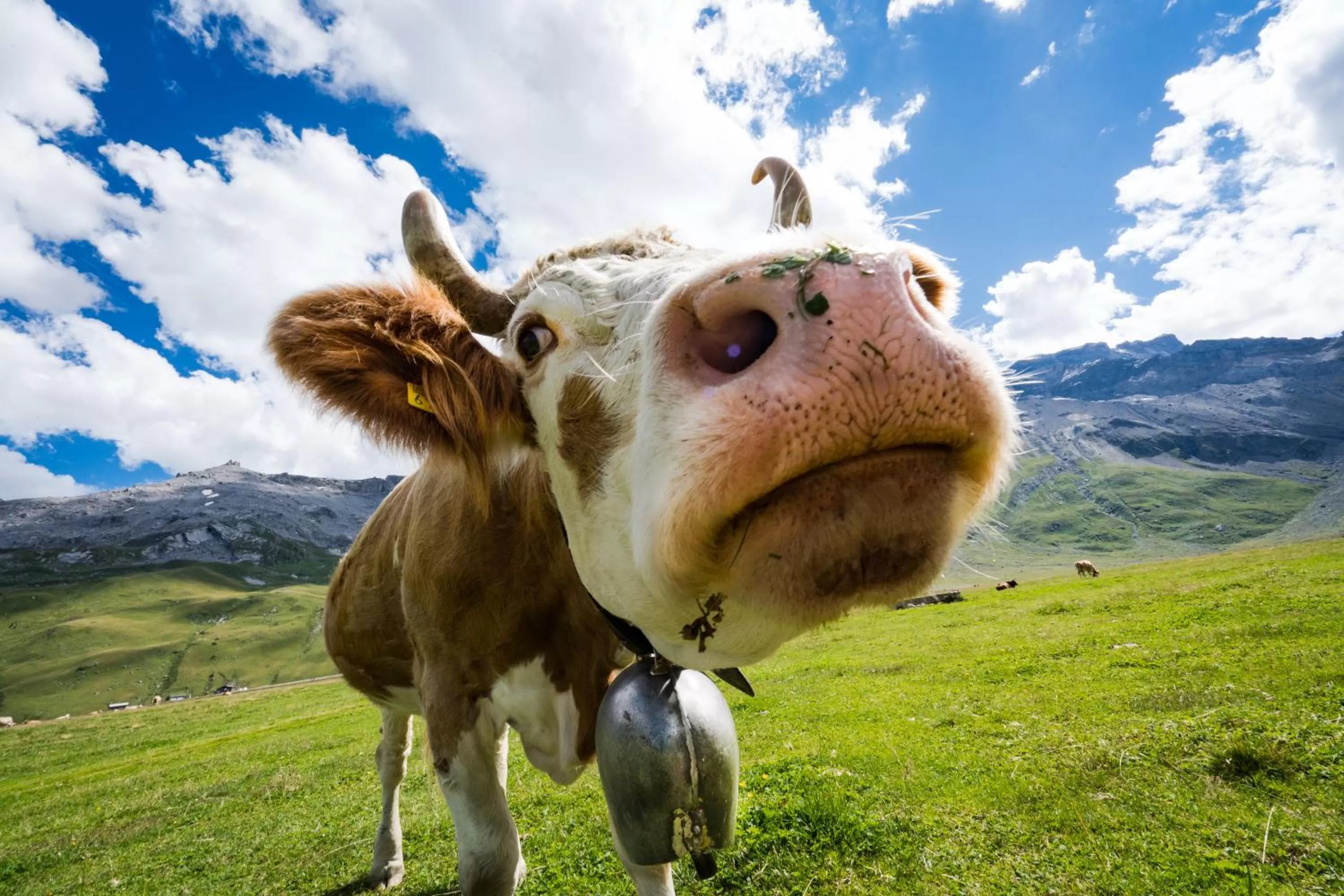 Natural landscape, Other Animals in Berg- & Naturhotel Engstligenalp