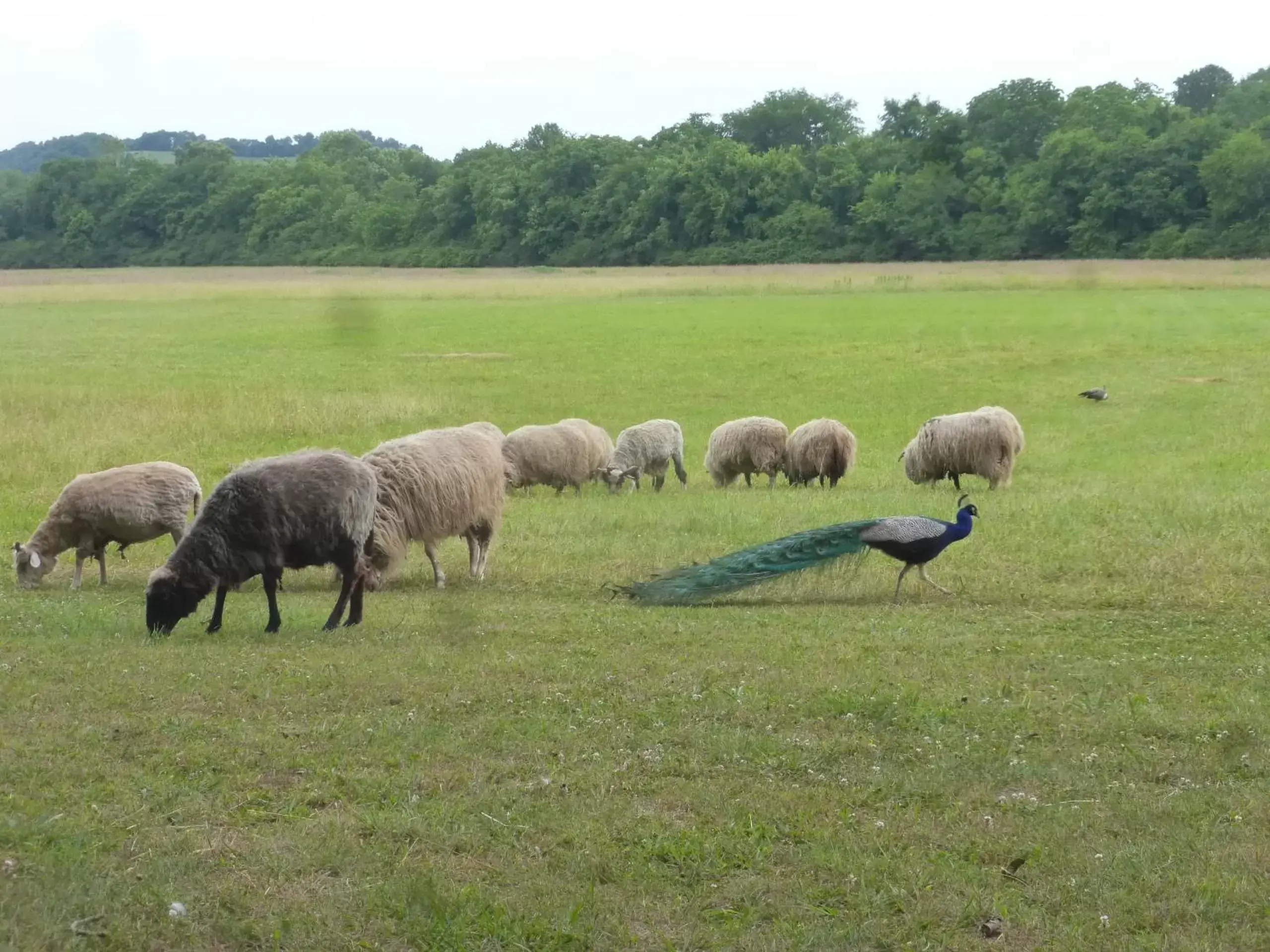 Garden, Other Animals in Mulberry Lavender Farm and B&B