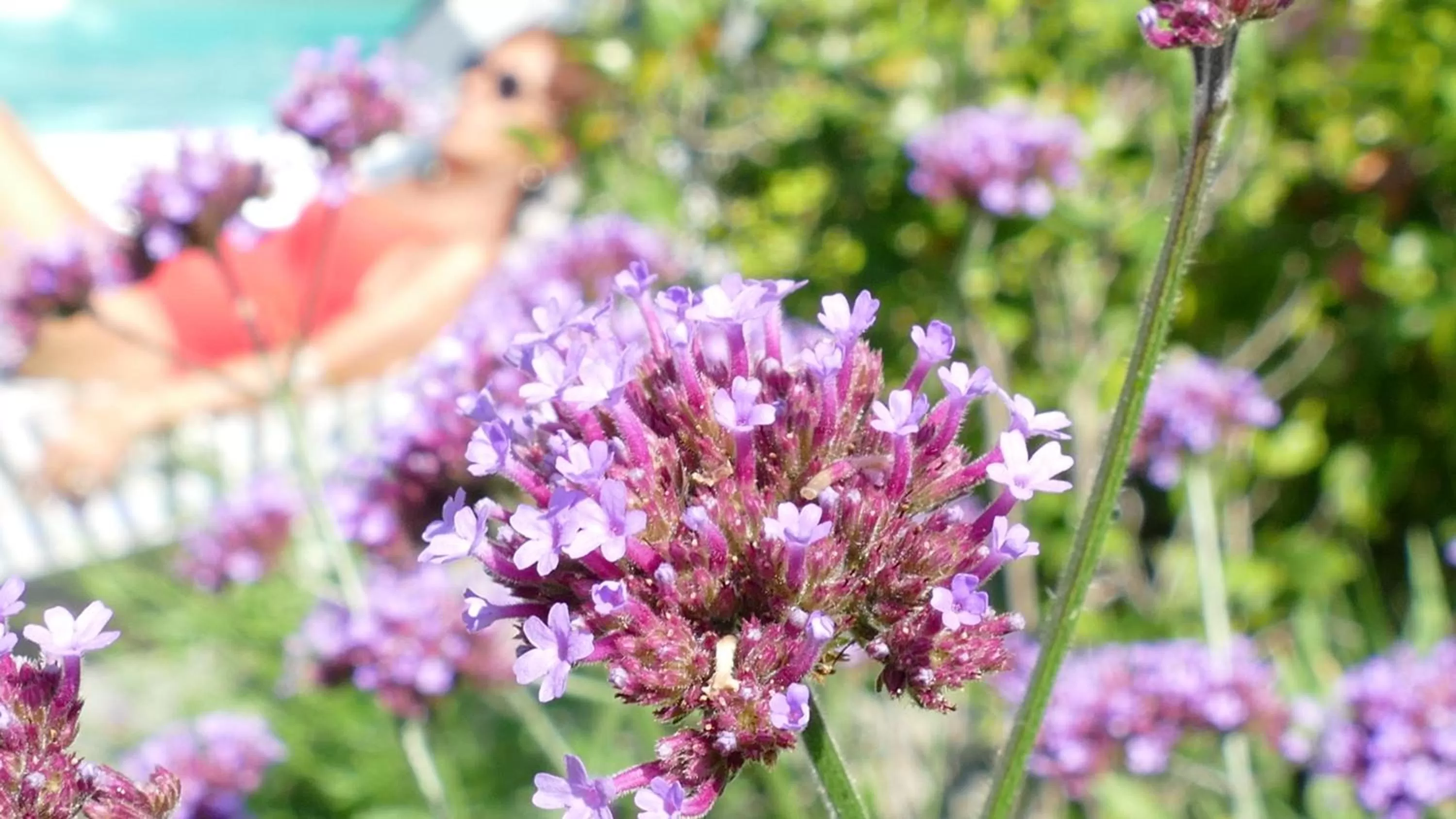 Day in White Lilac Romantic B&B - Adults only