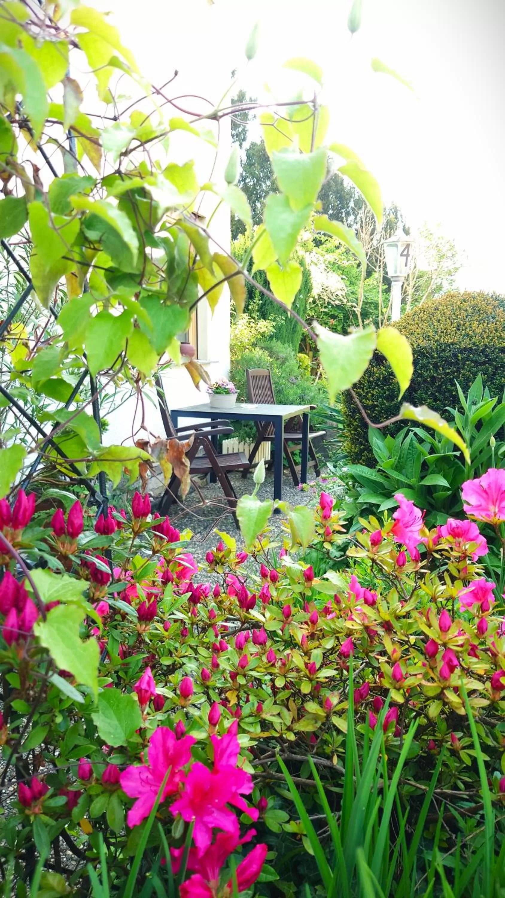 Garden in Hotel Garni Zur Traube