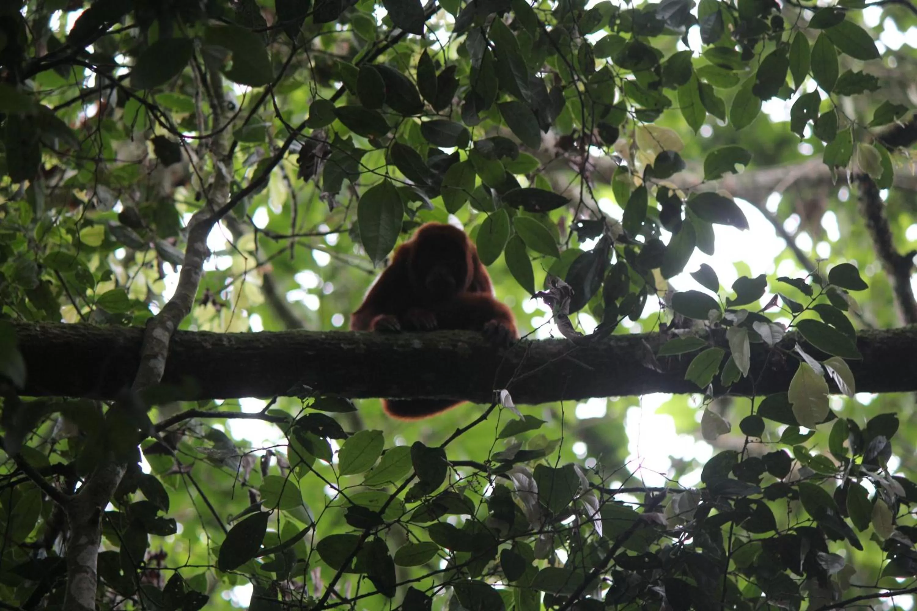 Animals in Villa Cristina - Casa Boutique