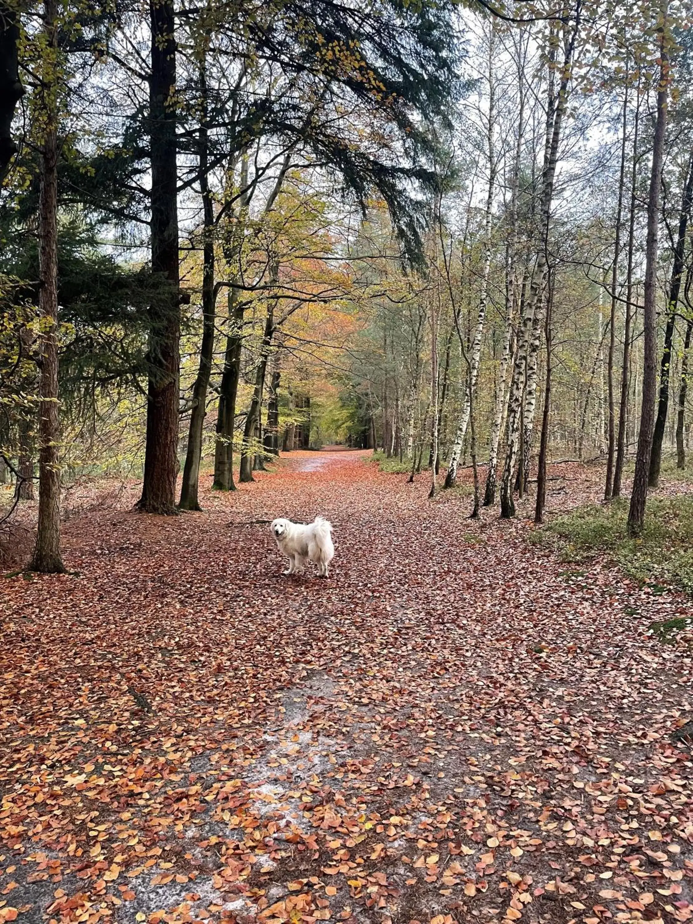 Natural landscape, Pets in Duynparc Soest