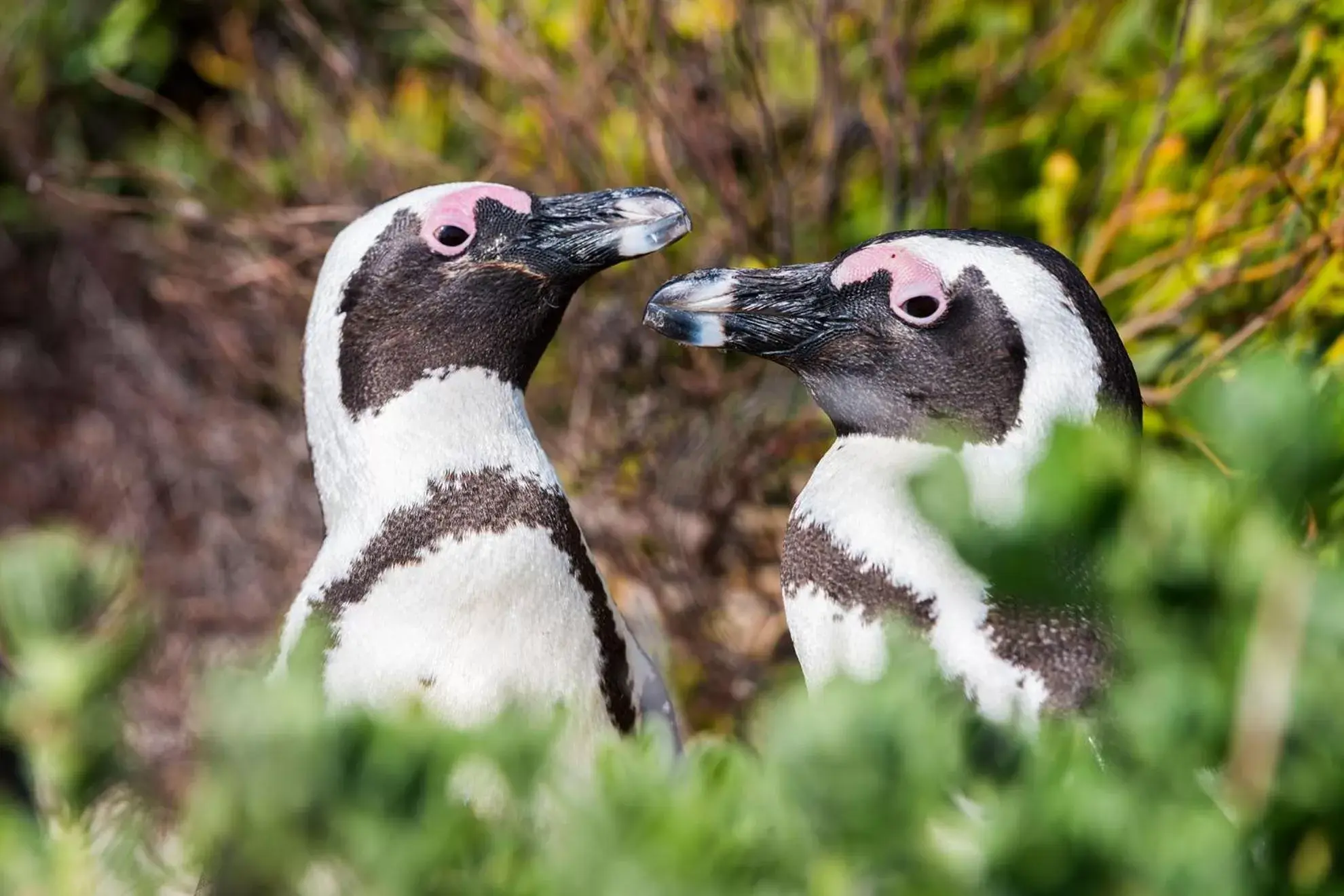 Nearby landmark, Other Animals in Simon's Town Quayside Hotel