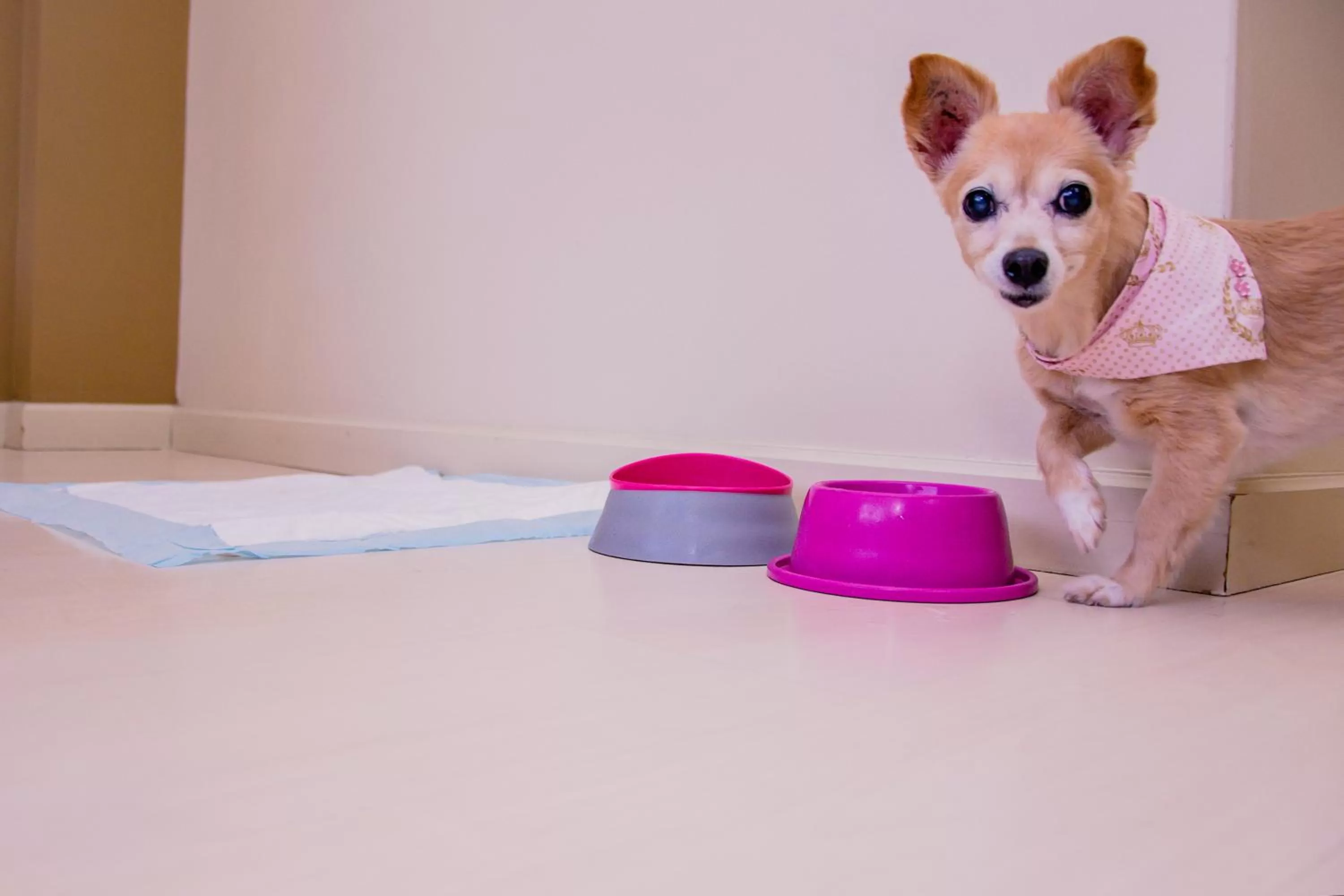 Pets in Master Curitiba Hotel - 1,6 km do Estádio Couto Pereira - Show