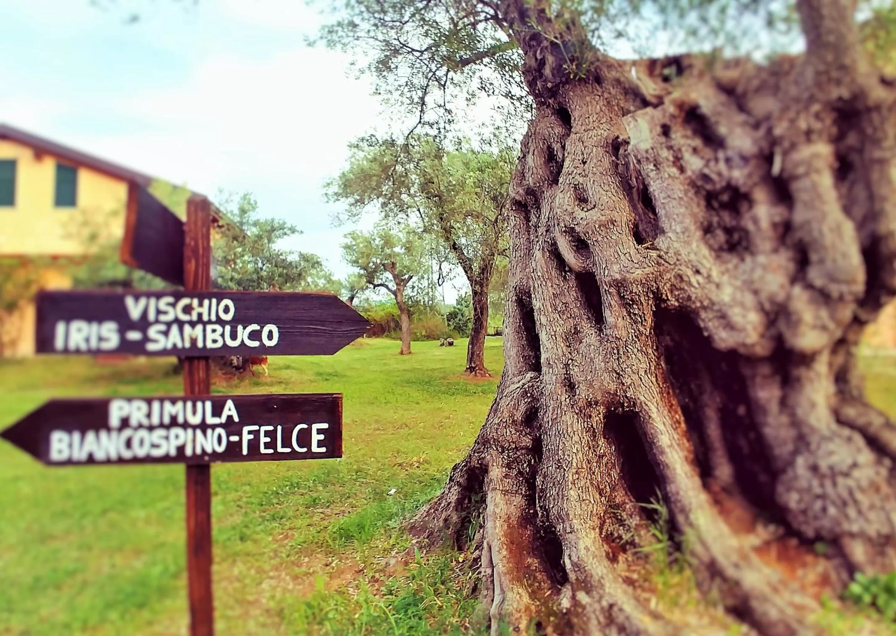 Garden in La Piana degli Ulivi