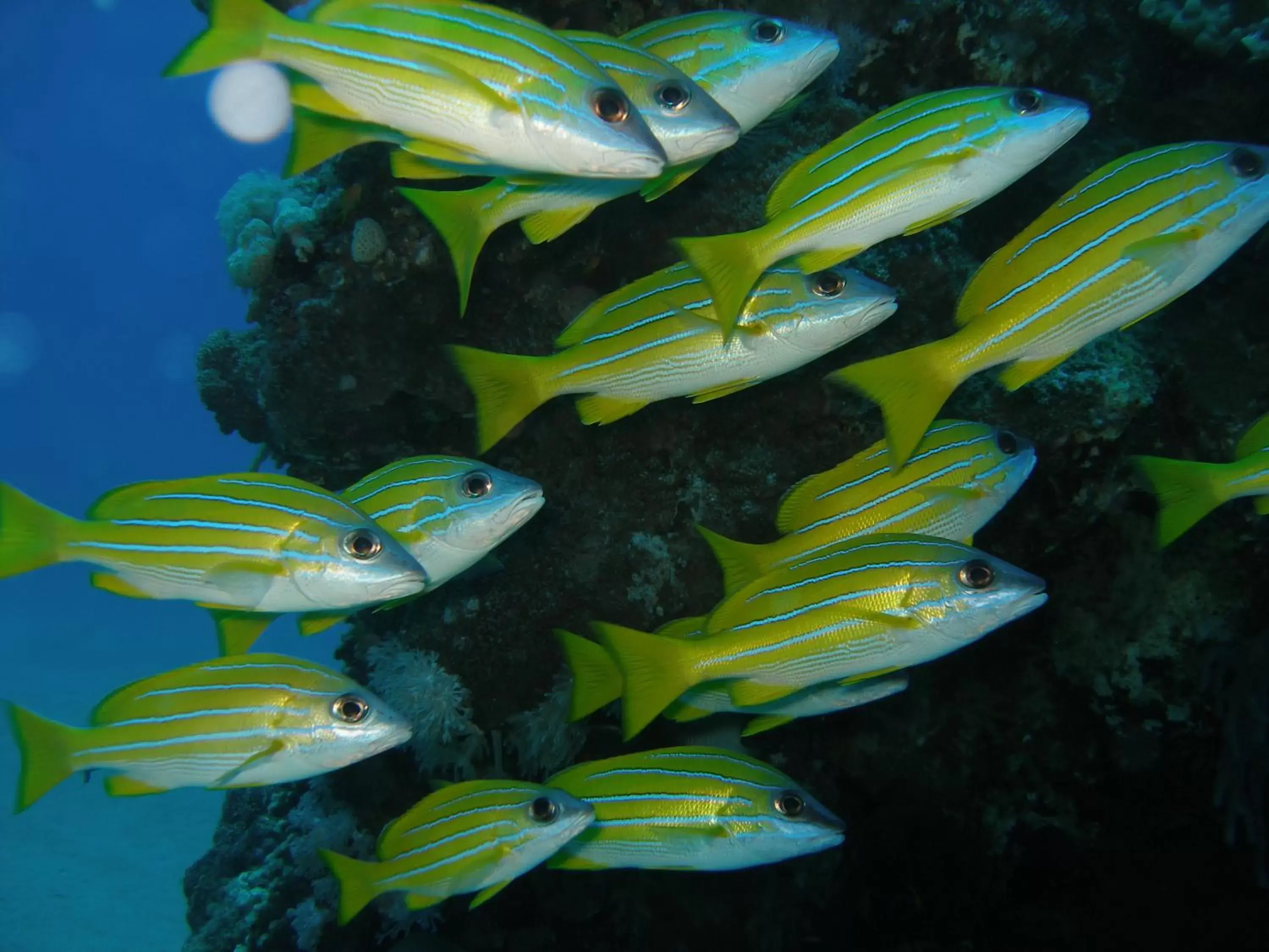 Snorkeling, BBQ Facilities in Coral Sun Beach