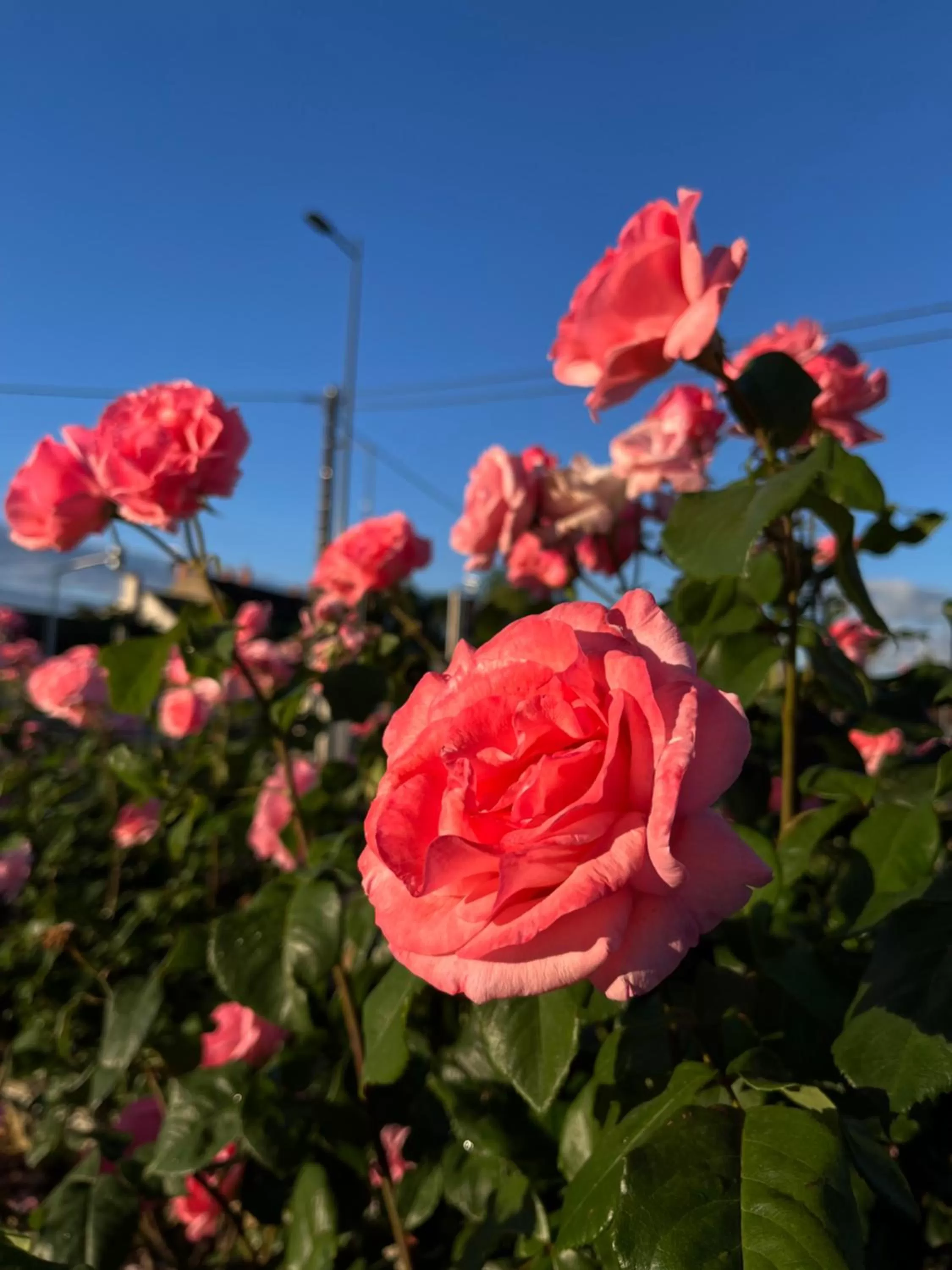 Garden in Maison Cabotte