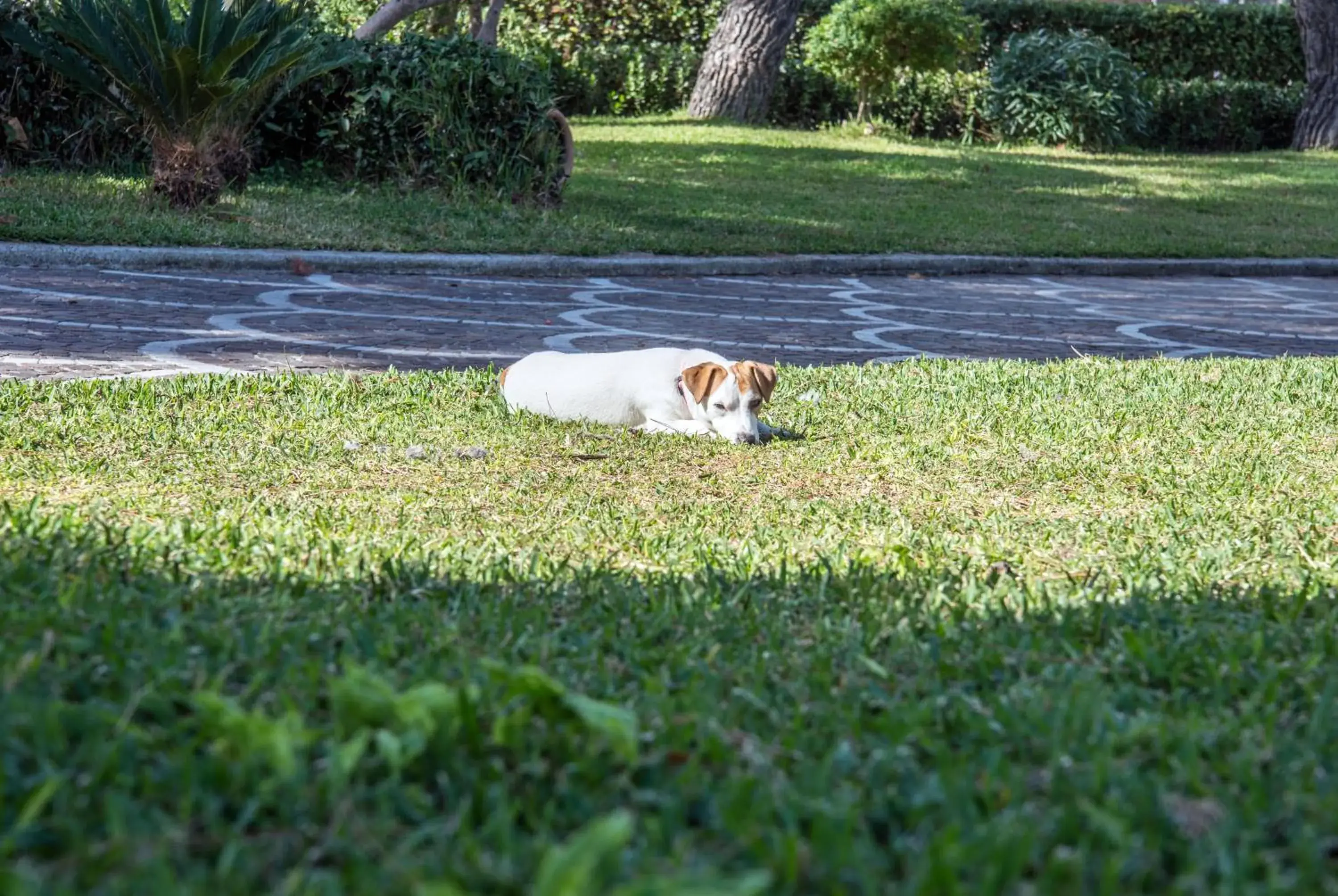 Garden, Pets in Hotel Internazionale