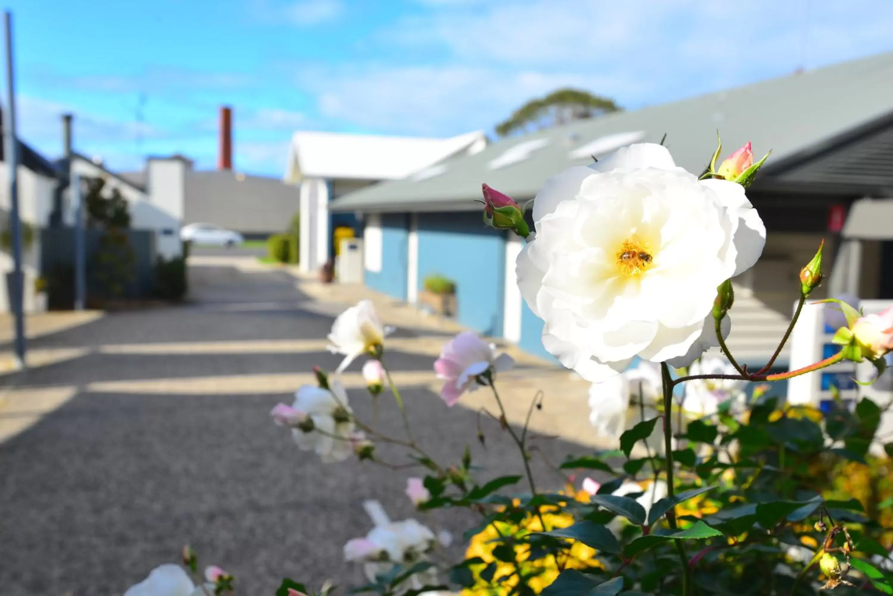 Garden view in Captains at the Bay