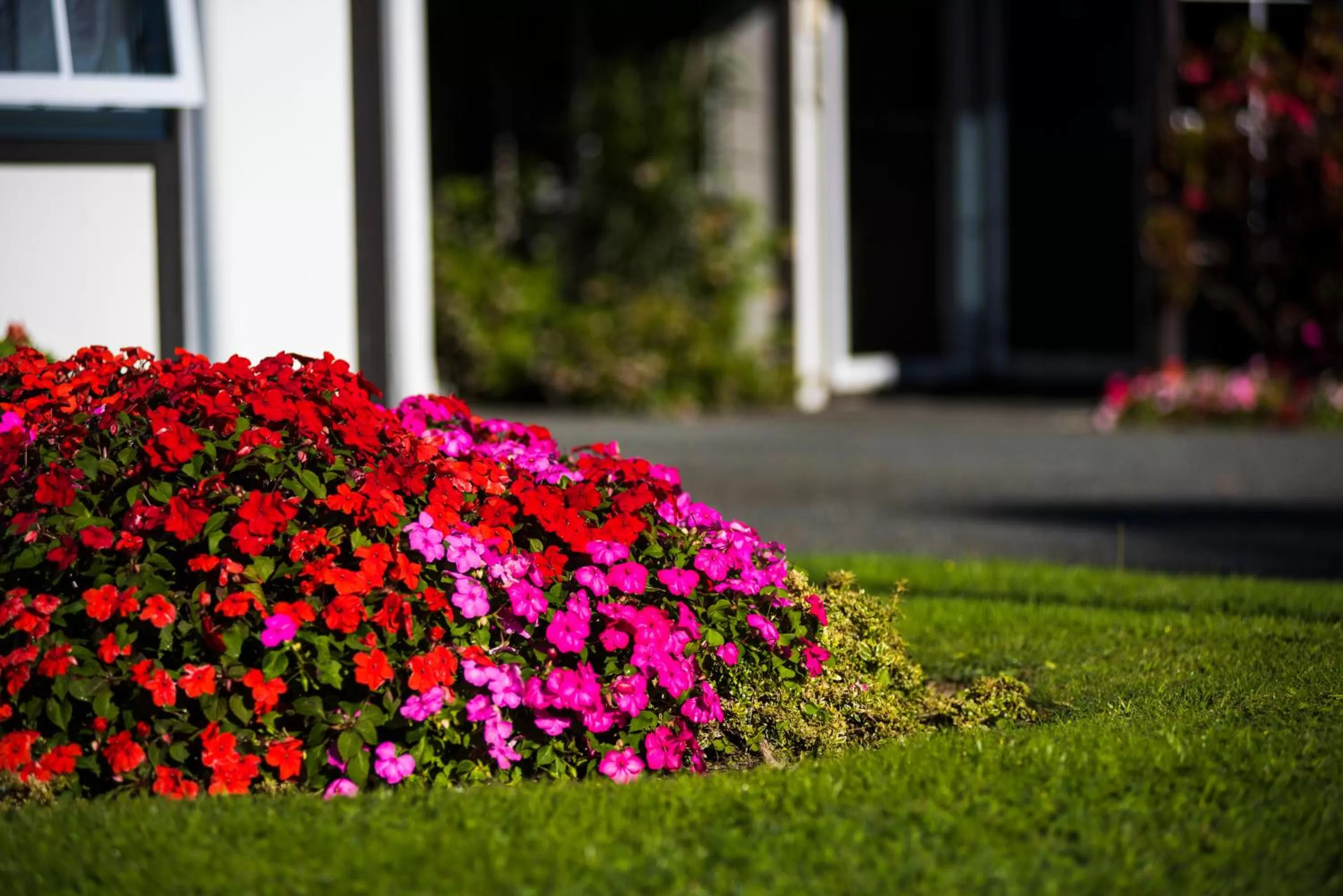 Garden in Tudor Park Motel Spacious with kitchens 1 minute walk to restaurant and shopping centre and Gisborne Hospital