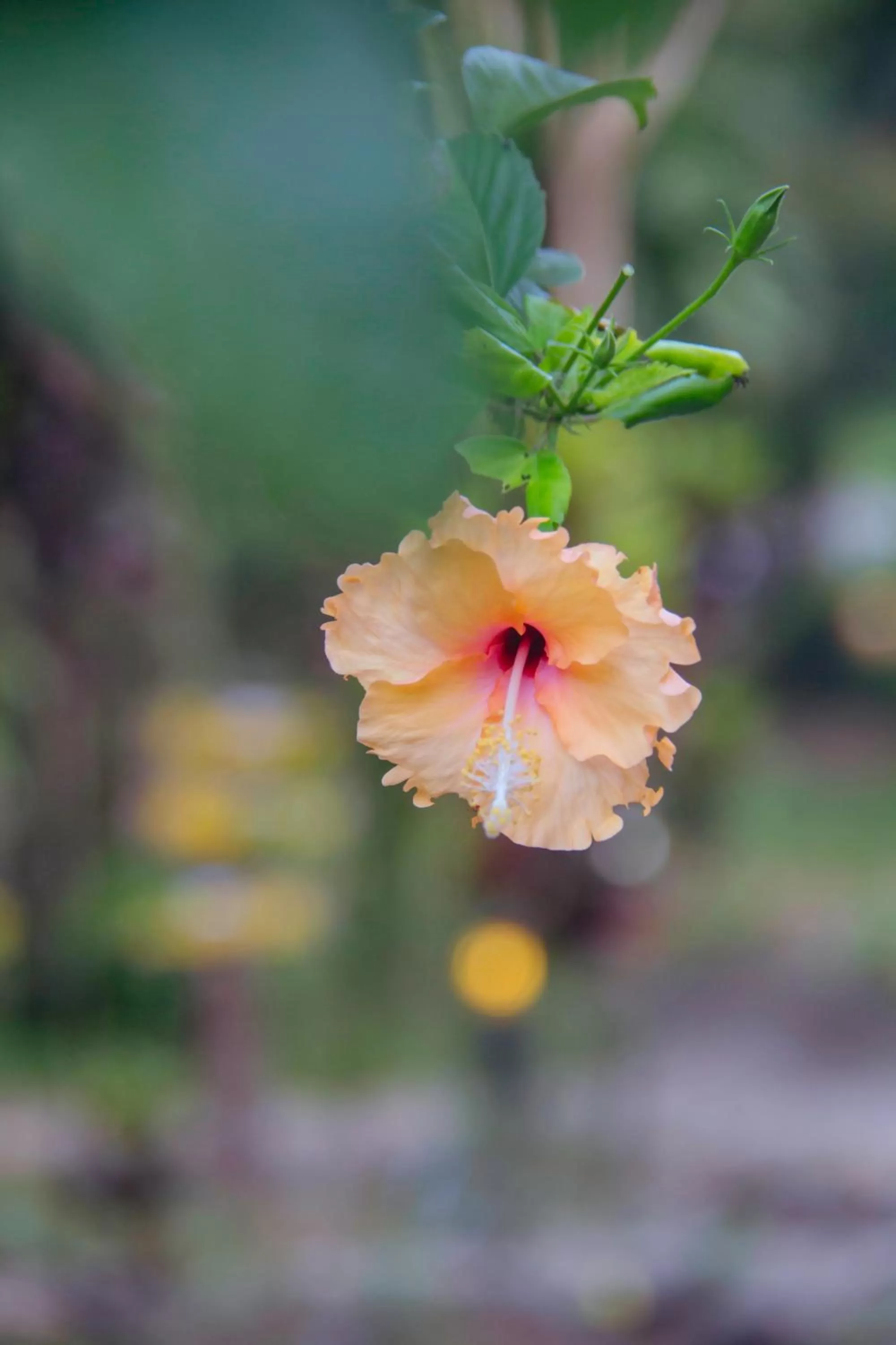 Garden in Khao Sok Palmview Resort