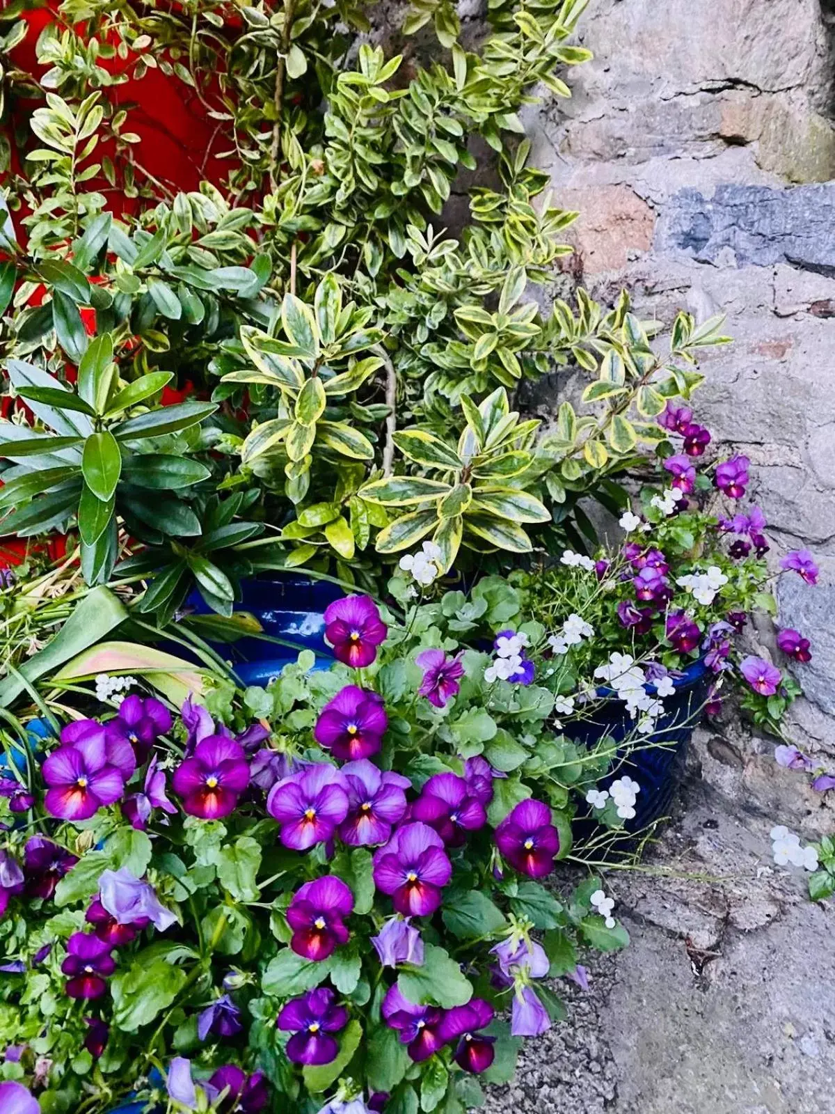 Garden in The Tower House B&B