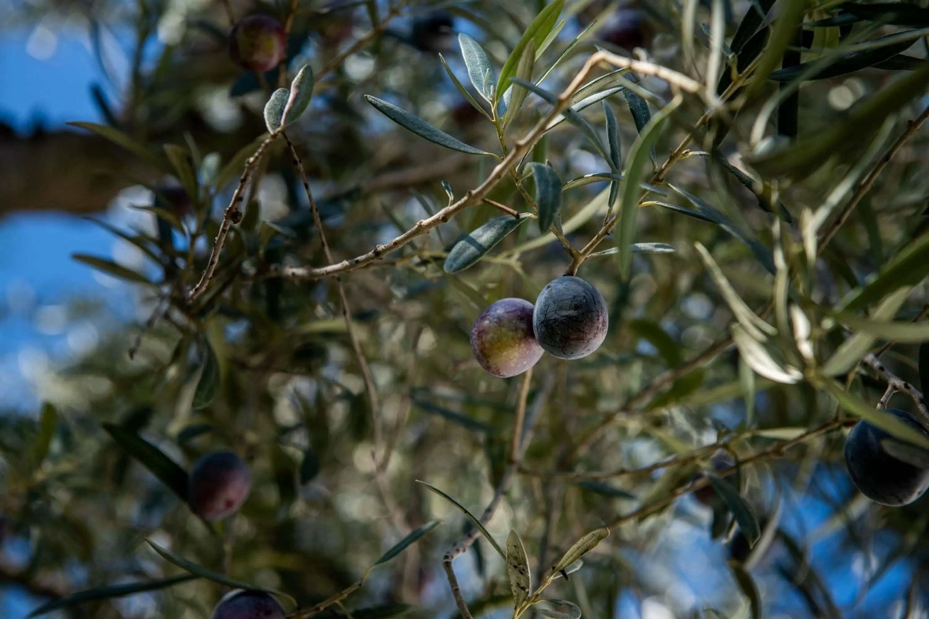 Garden view in Hotel B&B Casa Arena Sevilla