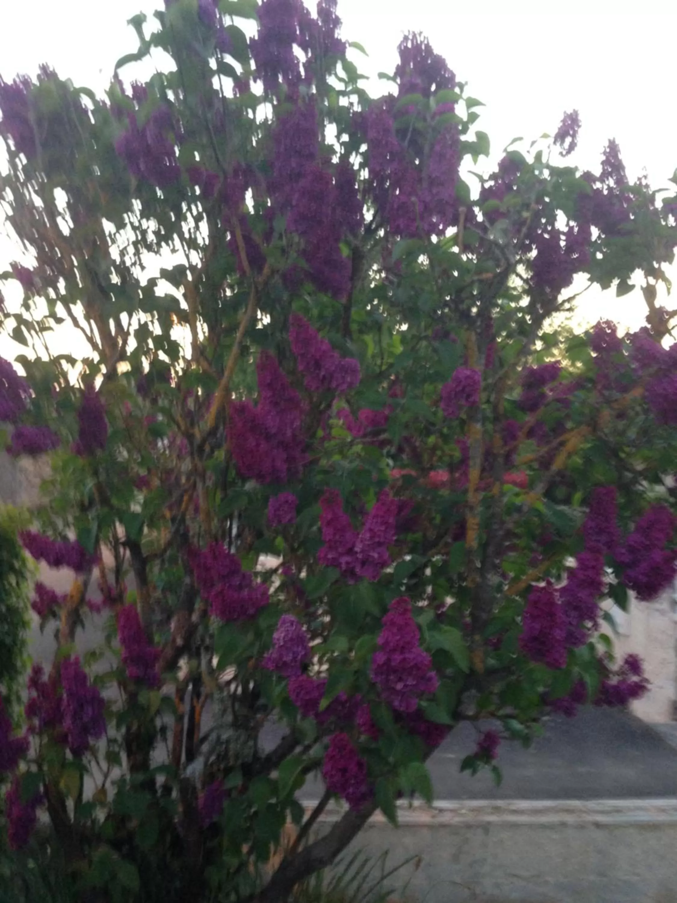 Chambres d'hôtes Le Bignon dans les Alpes Mancelles