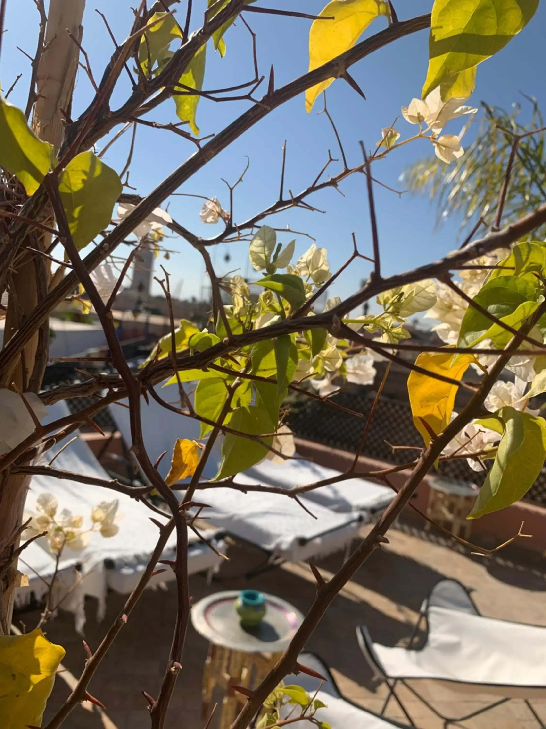 Patio, Restaurant/Places to Eat in Riad Abaka hotel & boutique