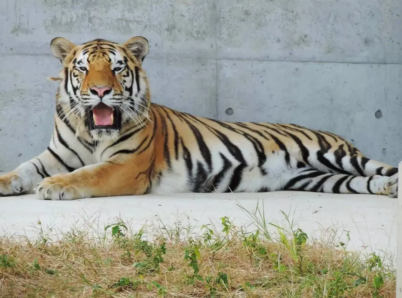 Nearby landmark, Other Animals in Hotel Trend Abeno Tennoji