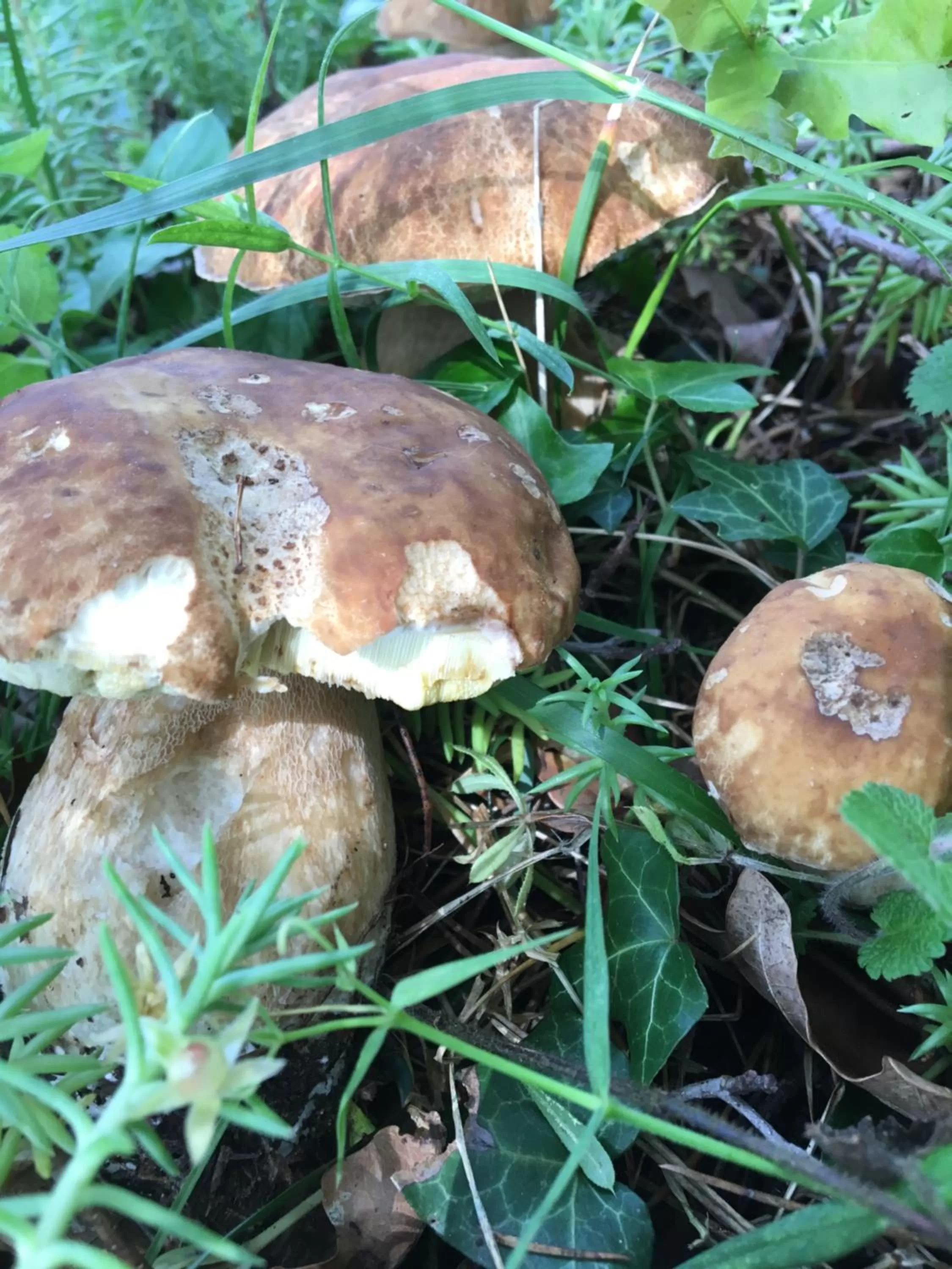 Les Chambres Lauryvan