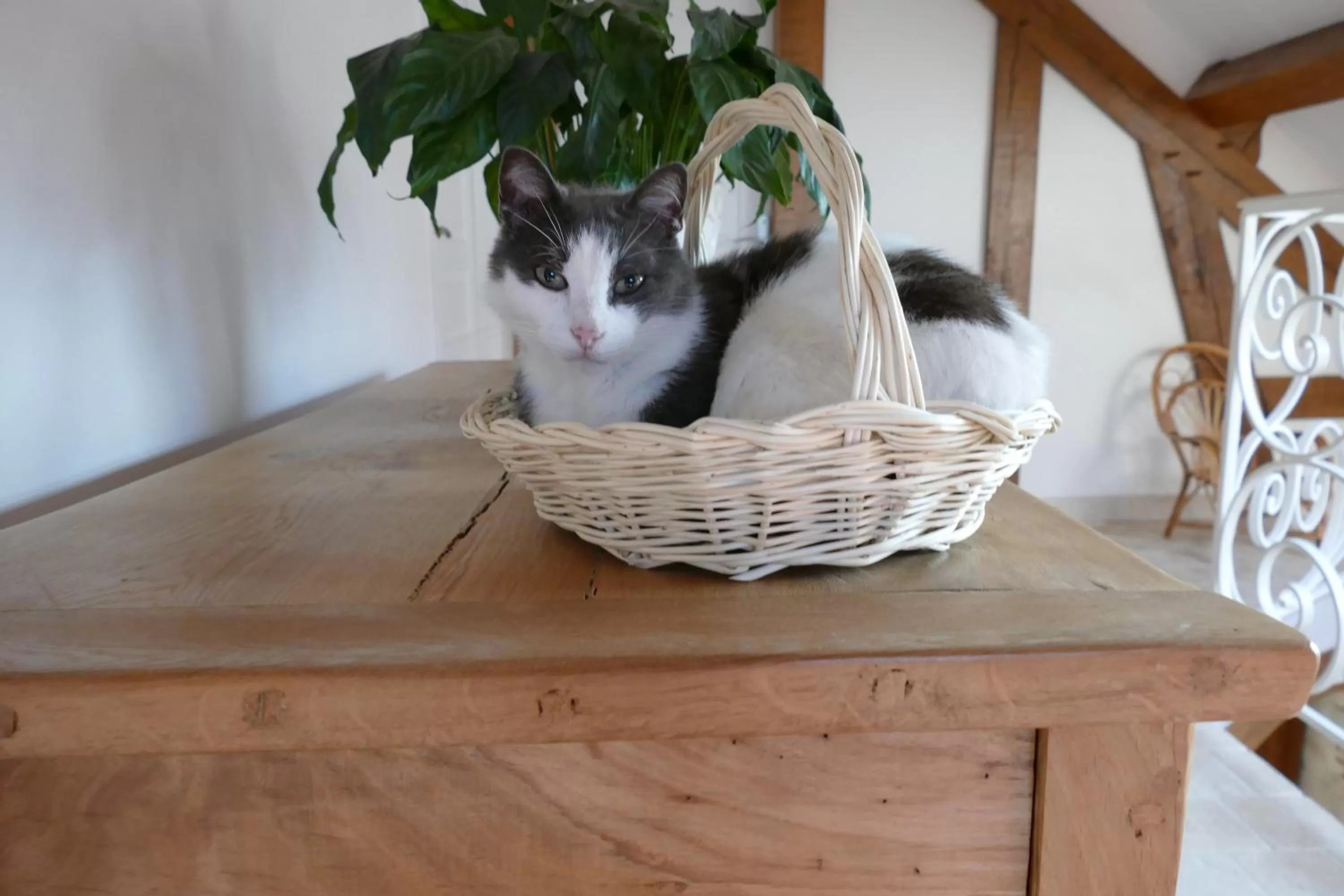 Pets in Le Clos des Perraudières