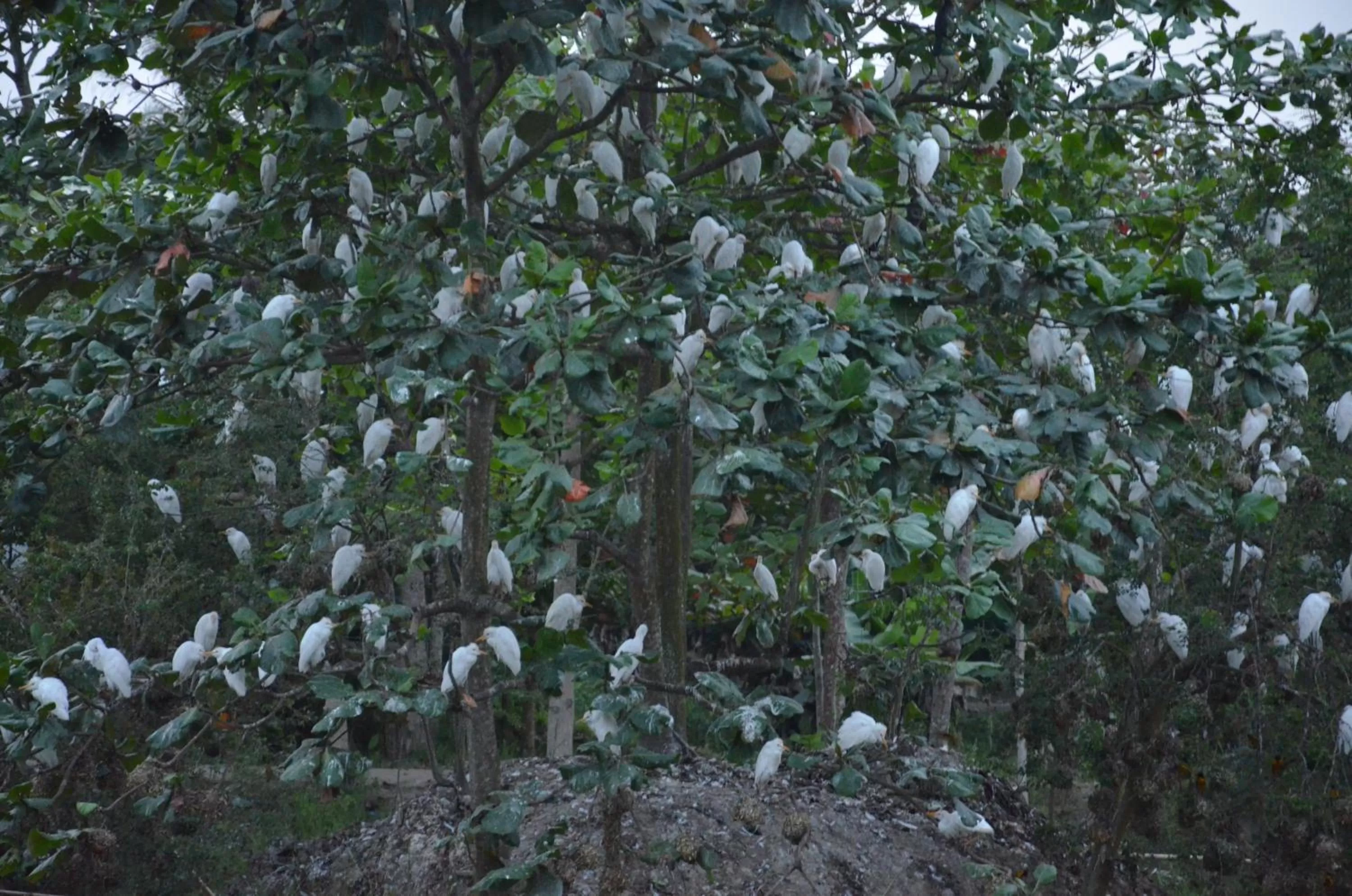 Activities in Hans Cottage Botel