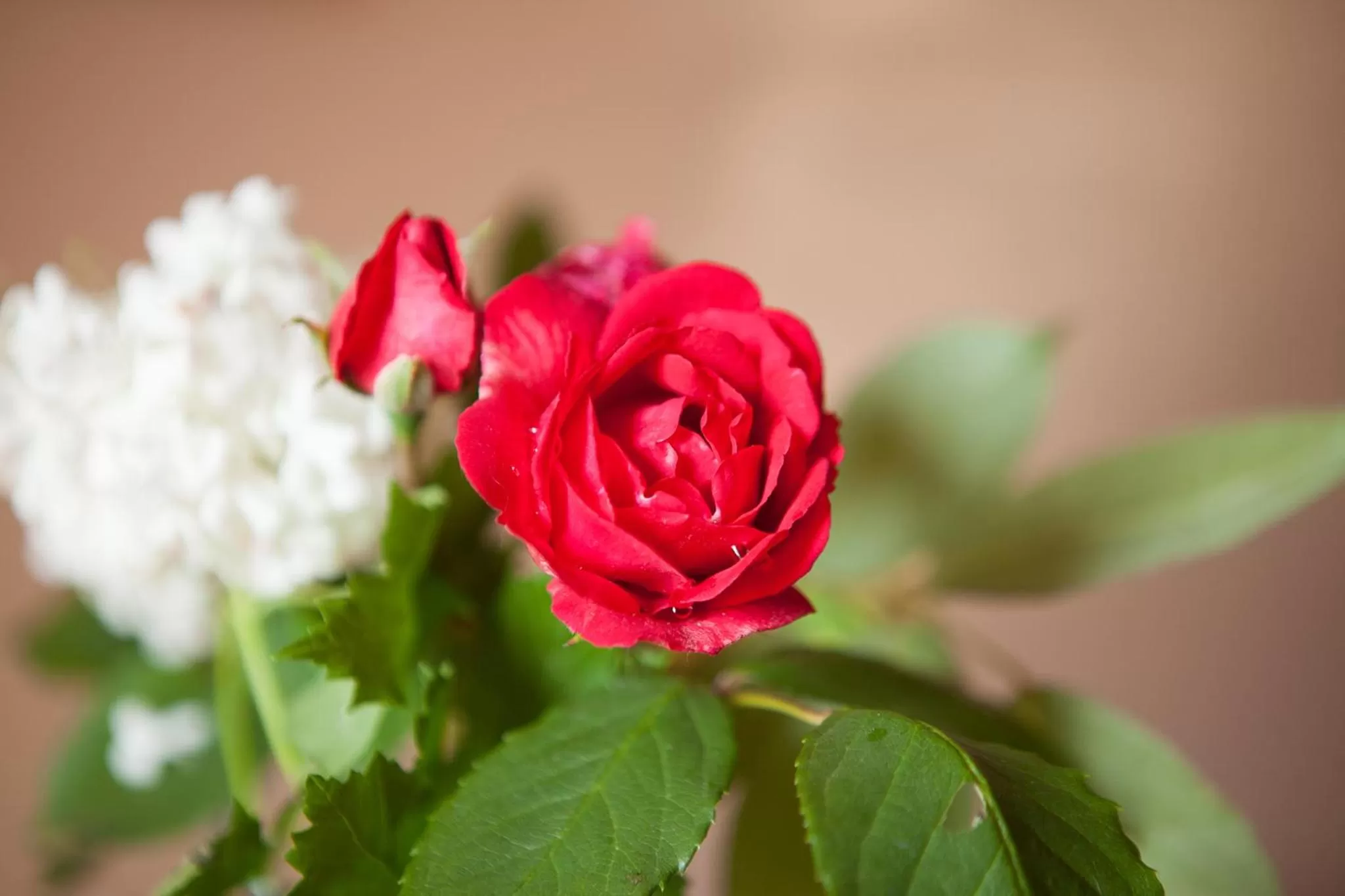 Decorative detail in Au coeur de Montastruc-la-Conseillère - Chambres d'hôtes