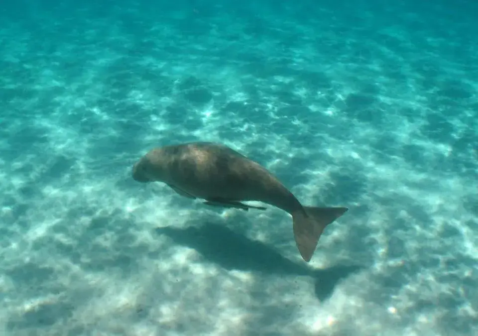 Other Animals in Ningaloo Lodge Exmouth