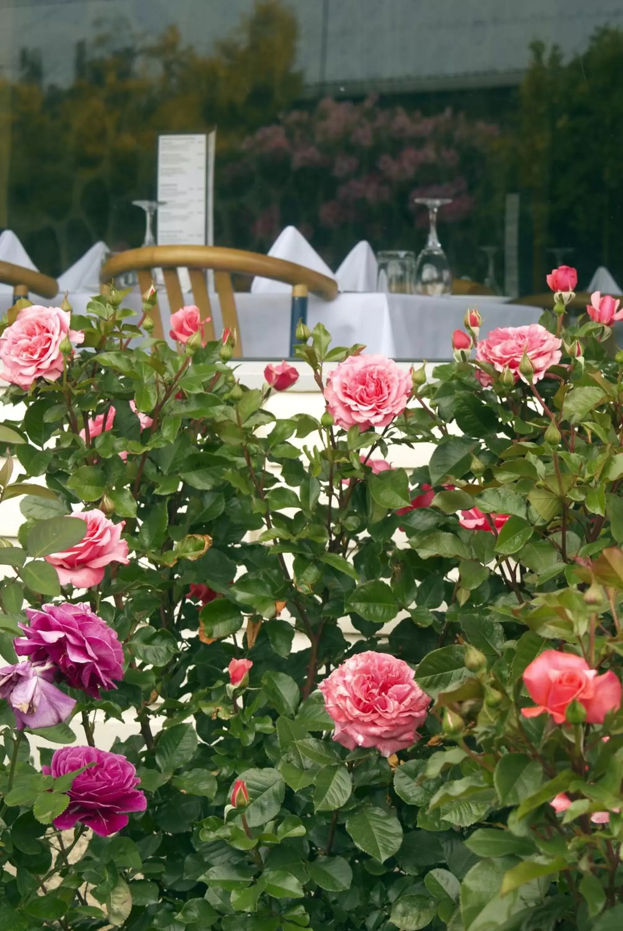 Natural landscape, Garden in Kingsgate Hotel Te Anau