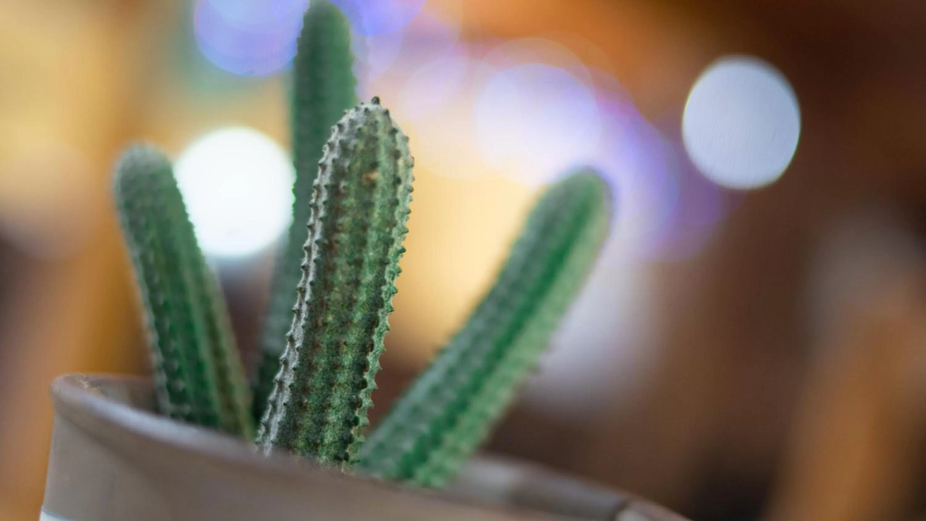 Decorative detail in Posada Los Tajibos