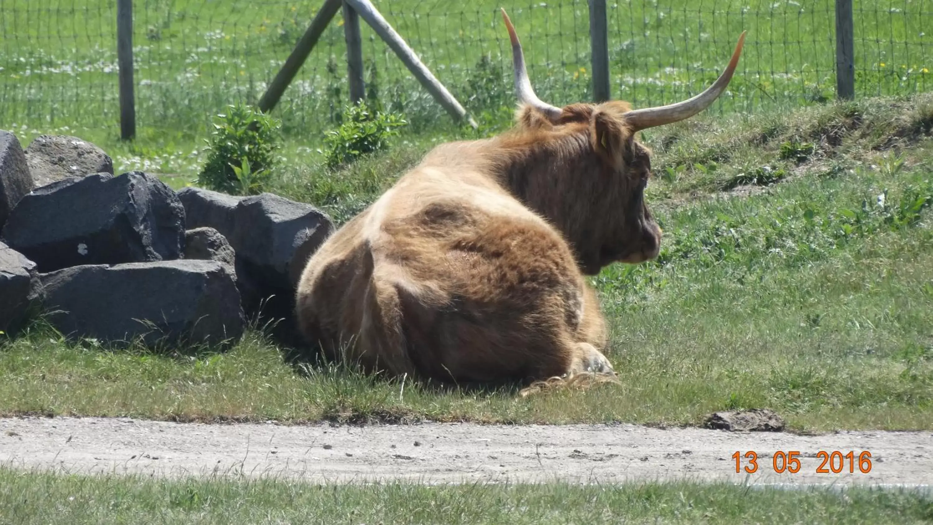 Pets in Beach Hotel Oostvoorne