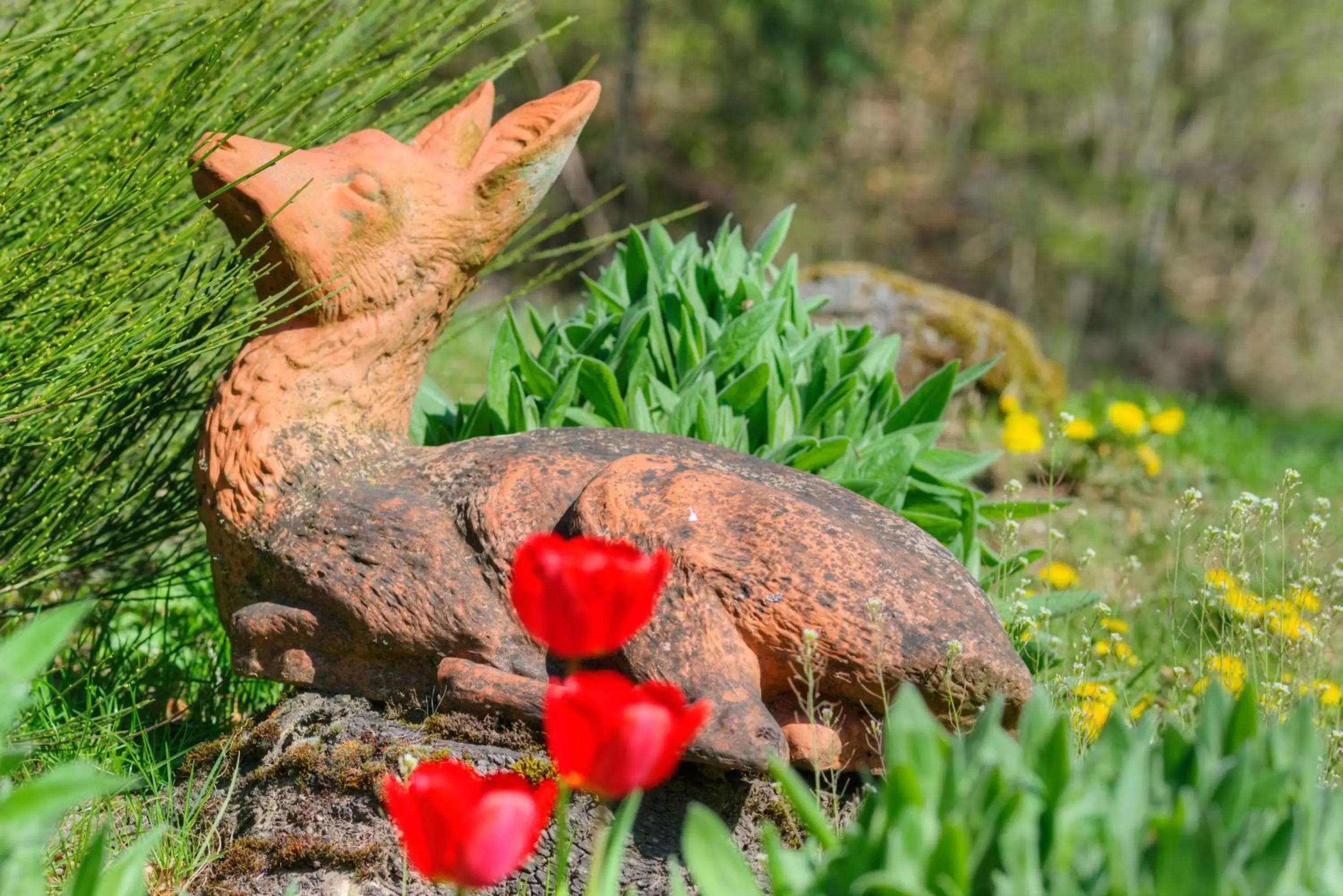 Spring, Other Animals in Waldhotel Sonnenberg