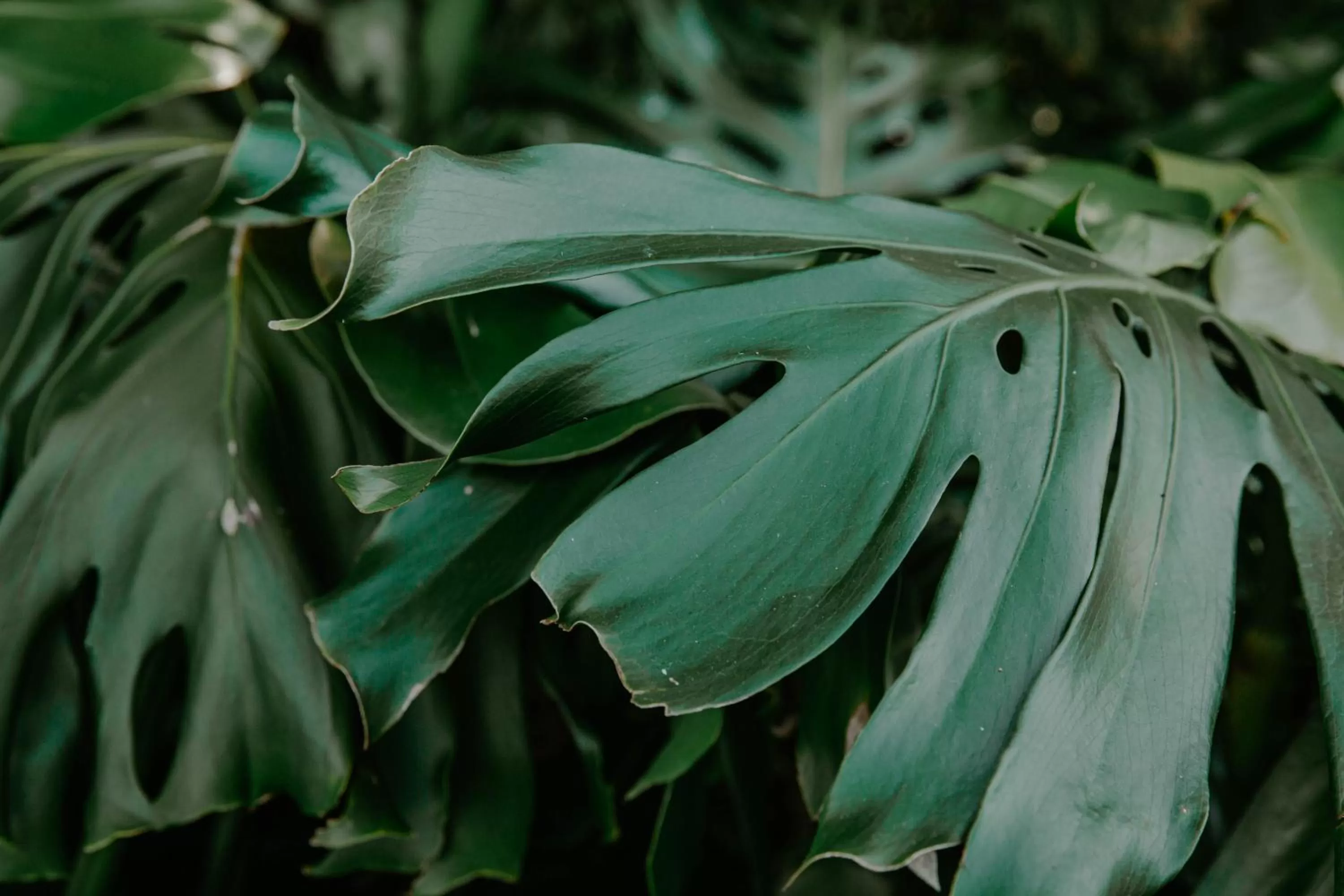 Natural landscape in Kerikeri Park Lodge