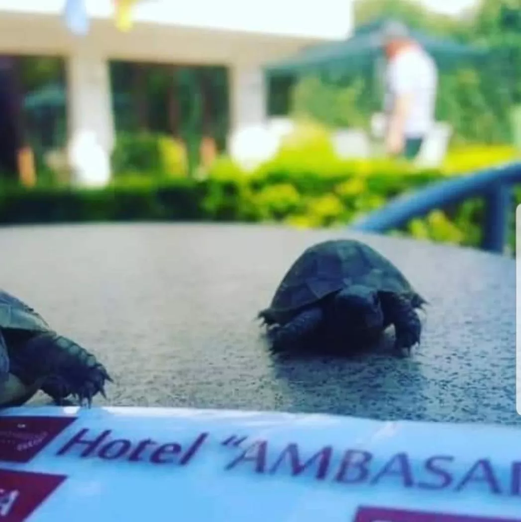 Hotel Ambasador Garden