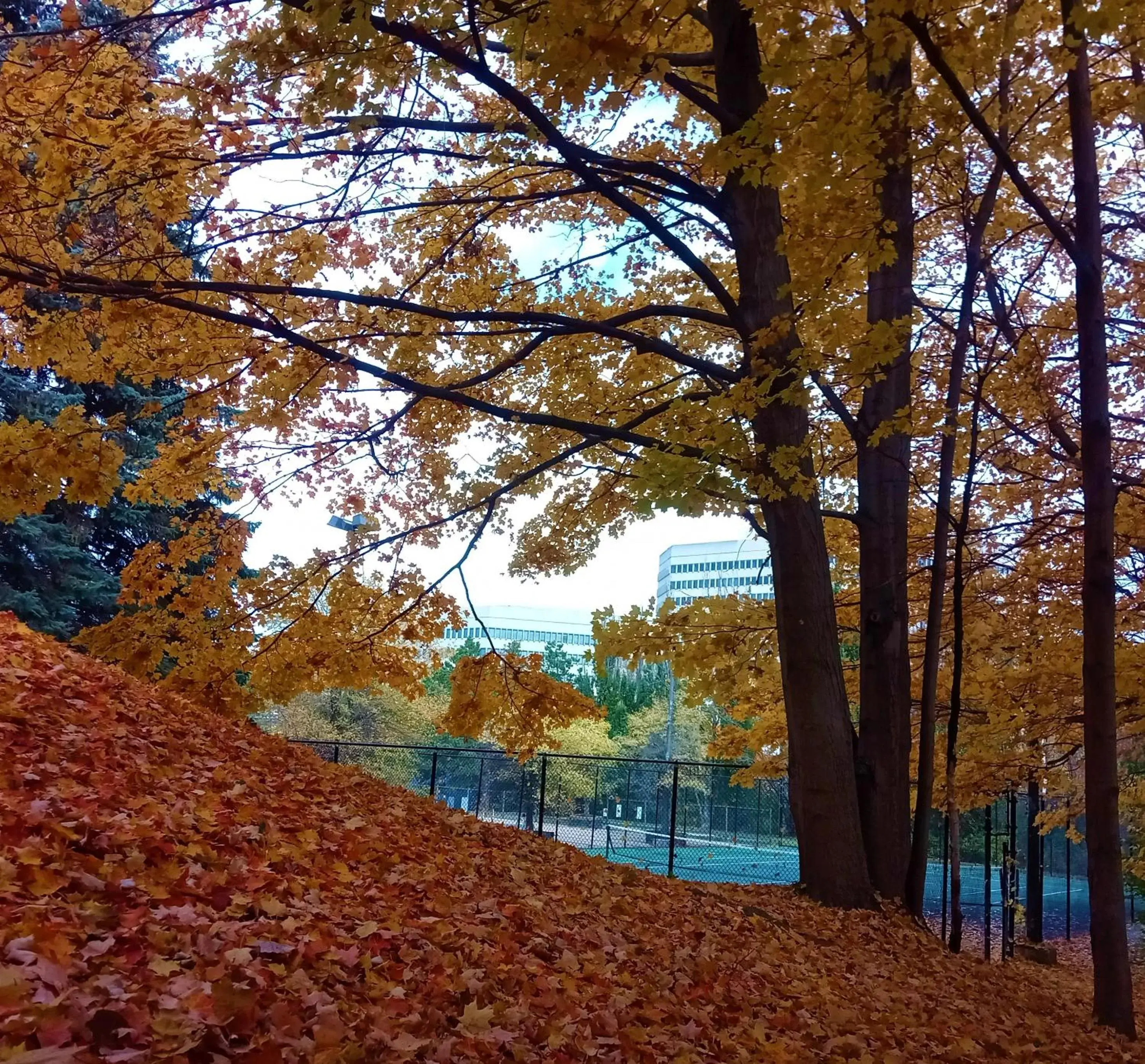 Natural landscape in Pan Pacific Toronto