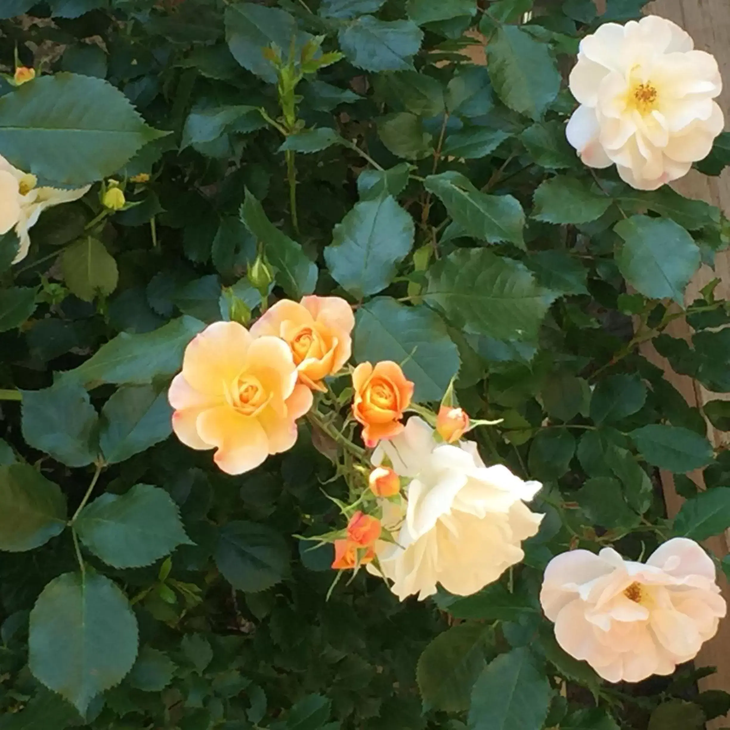 Garden in Un temps pour le rêve