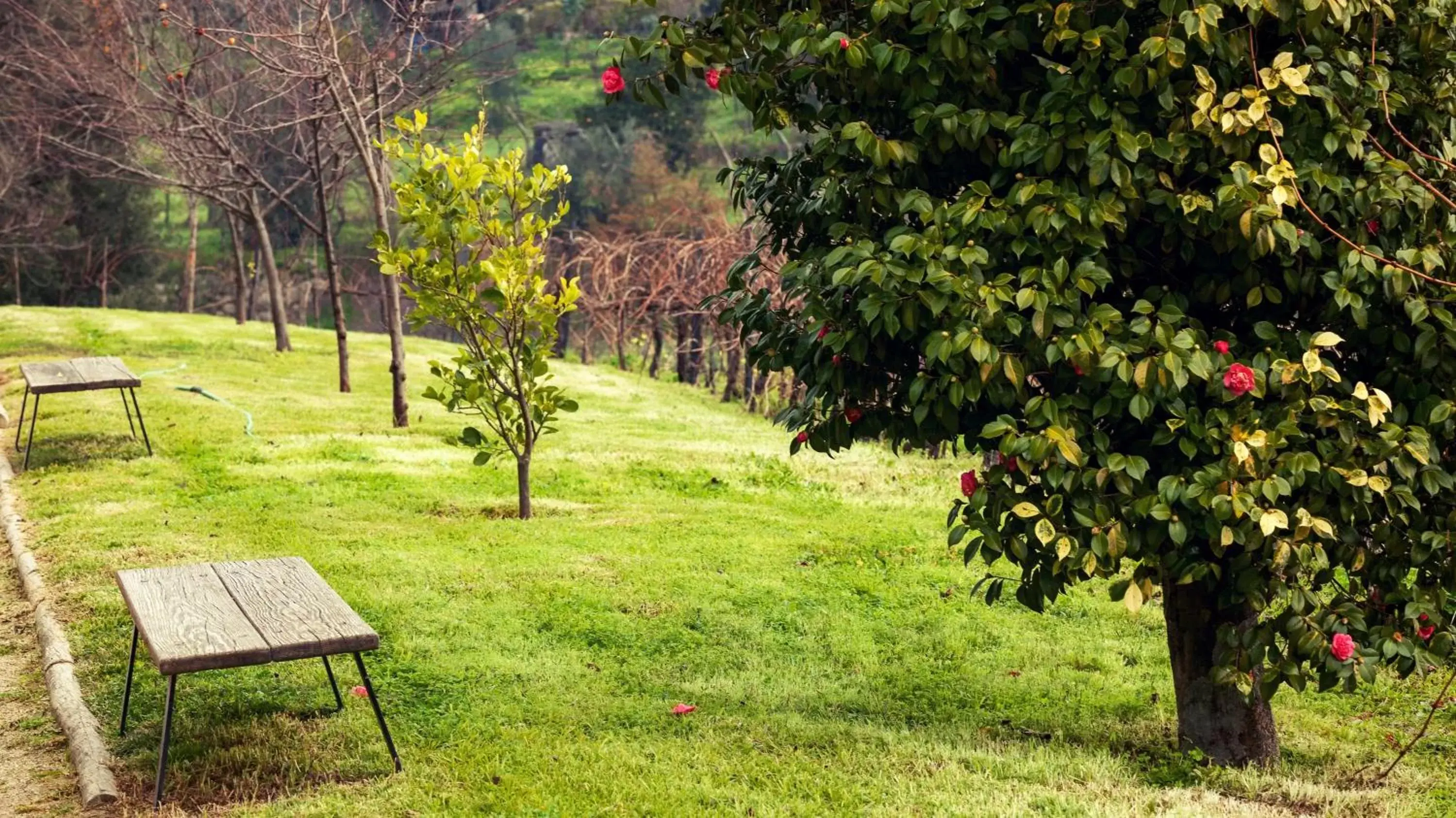 Garden in Douro Palace Hotel Resort & SPA