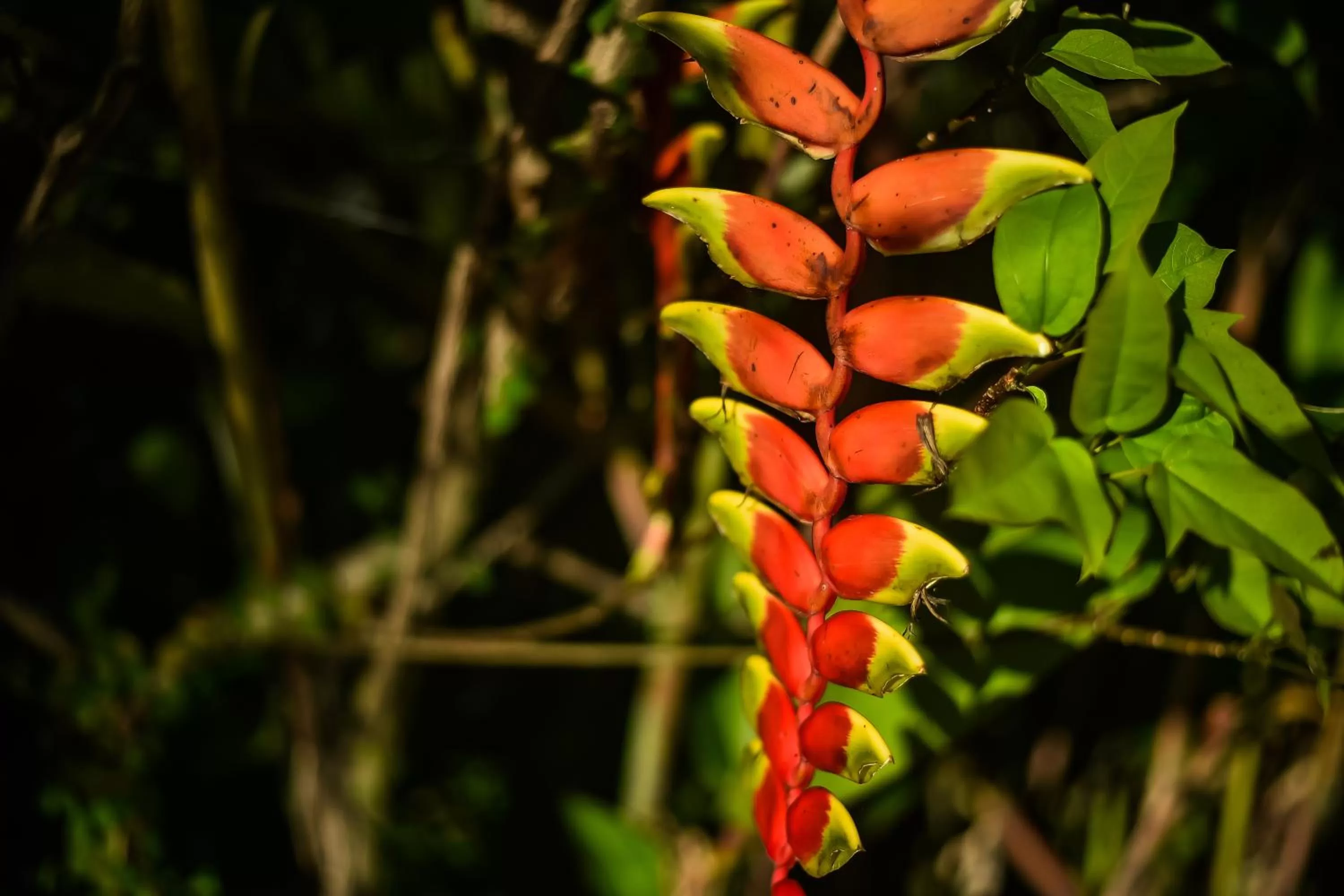 Hosteria Chata Adults Only