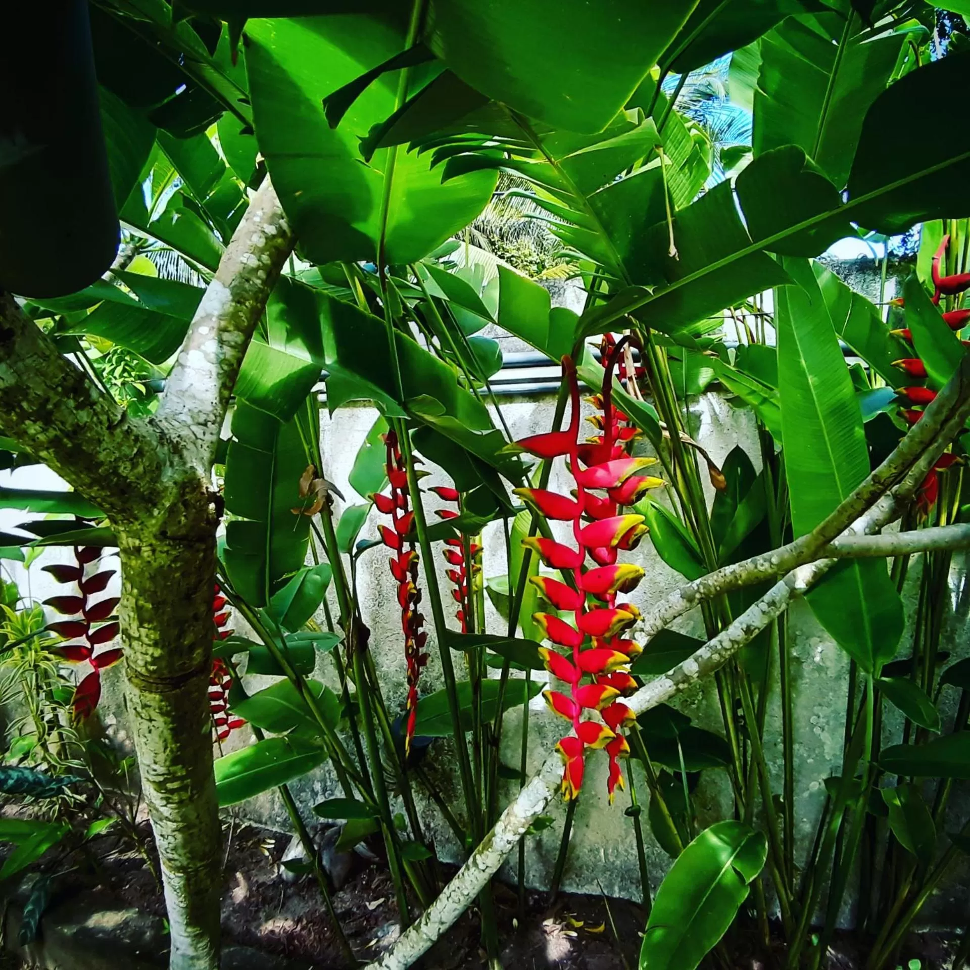 Garden view in SriMany