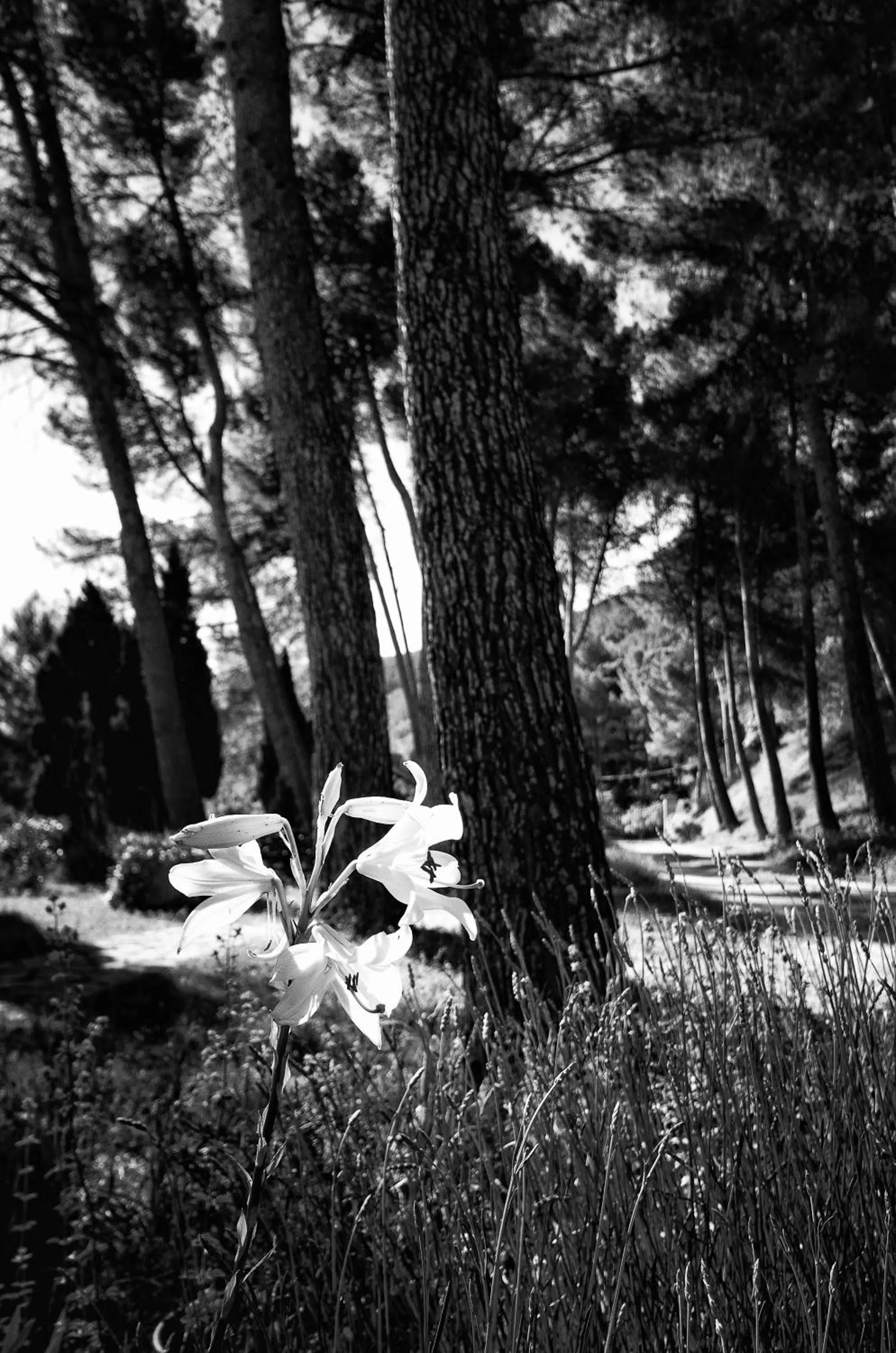 Garden in Eco Hotel con encanto Masía la Mota B&B