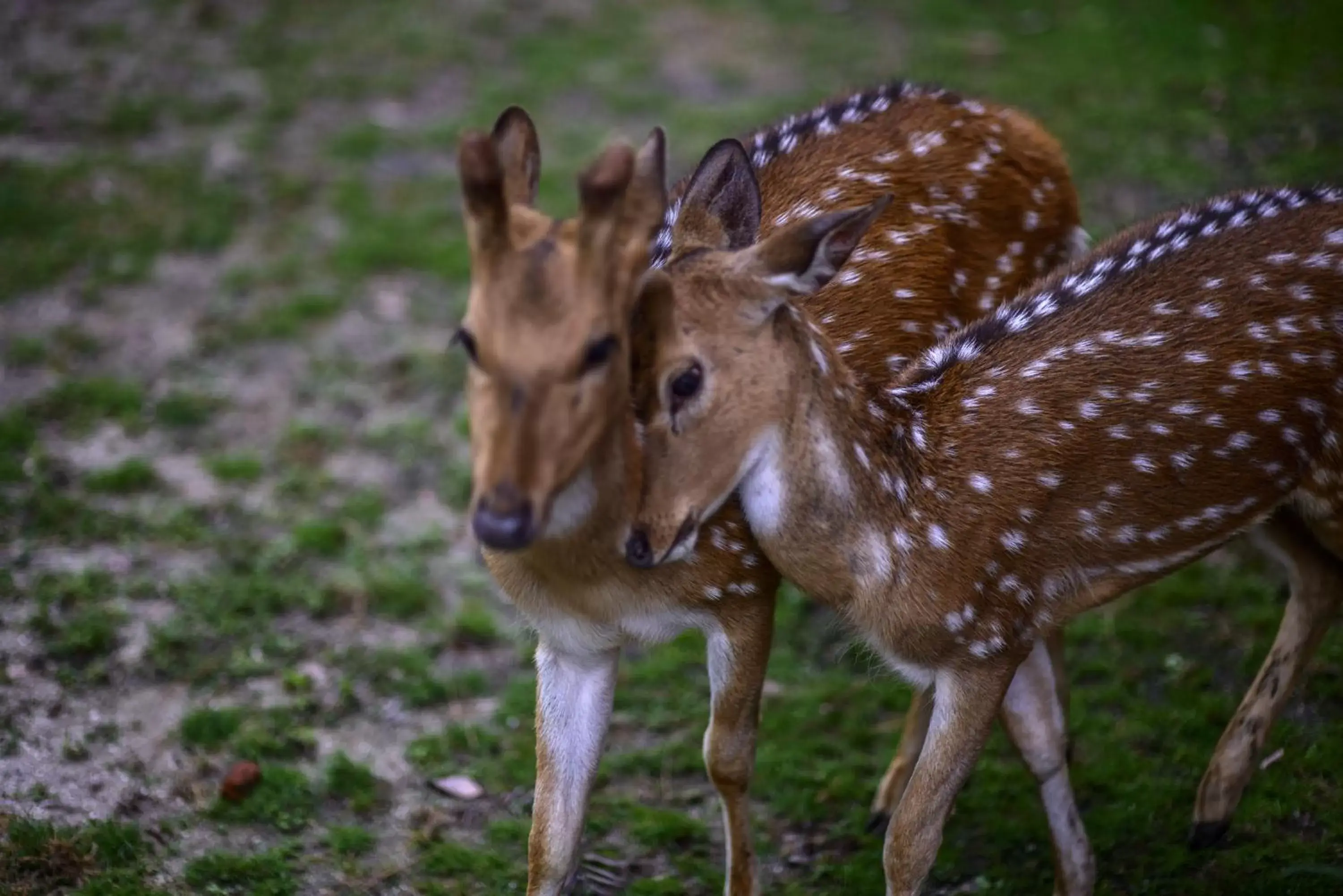 Animals, Pets in Gokarna Forest Resort