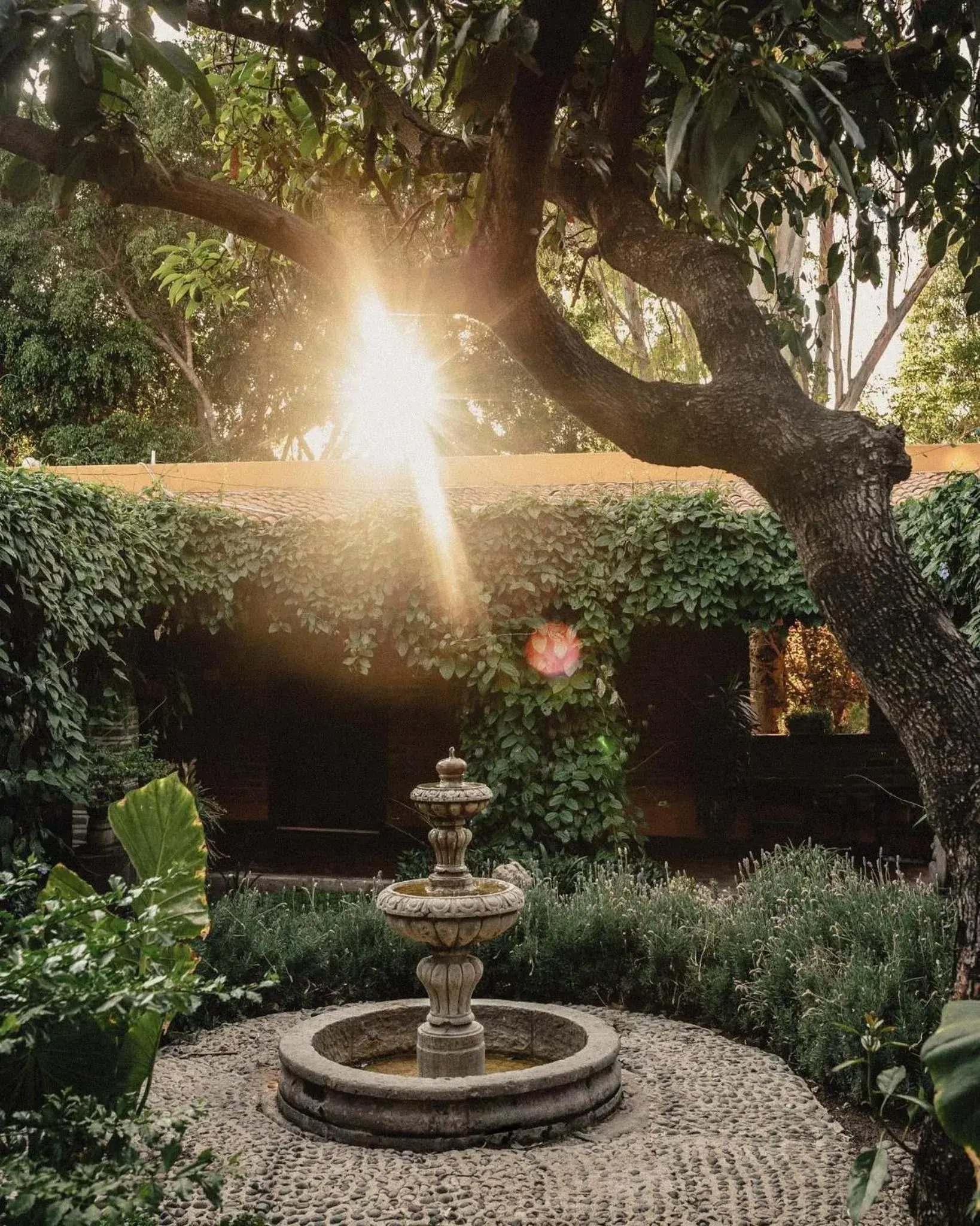 Garden view, Garden in Quinta San Carlos