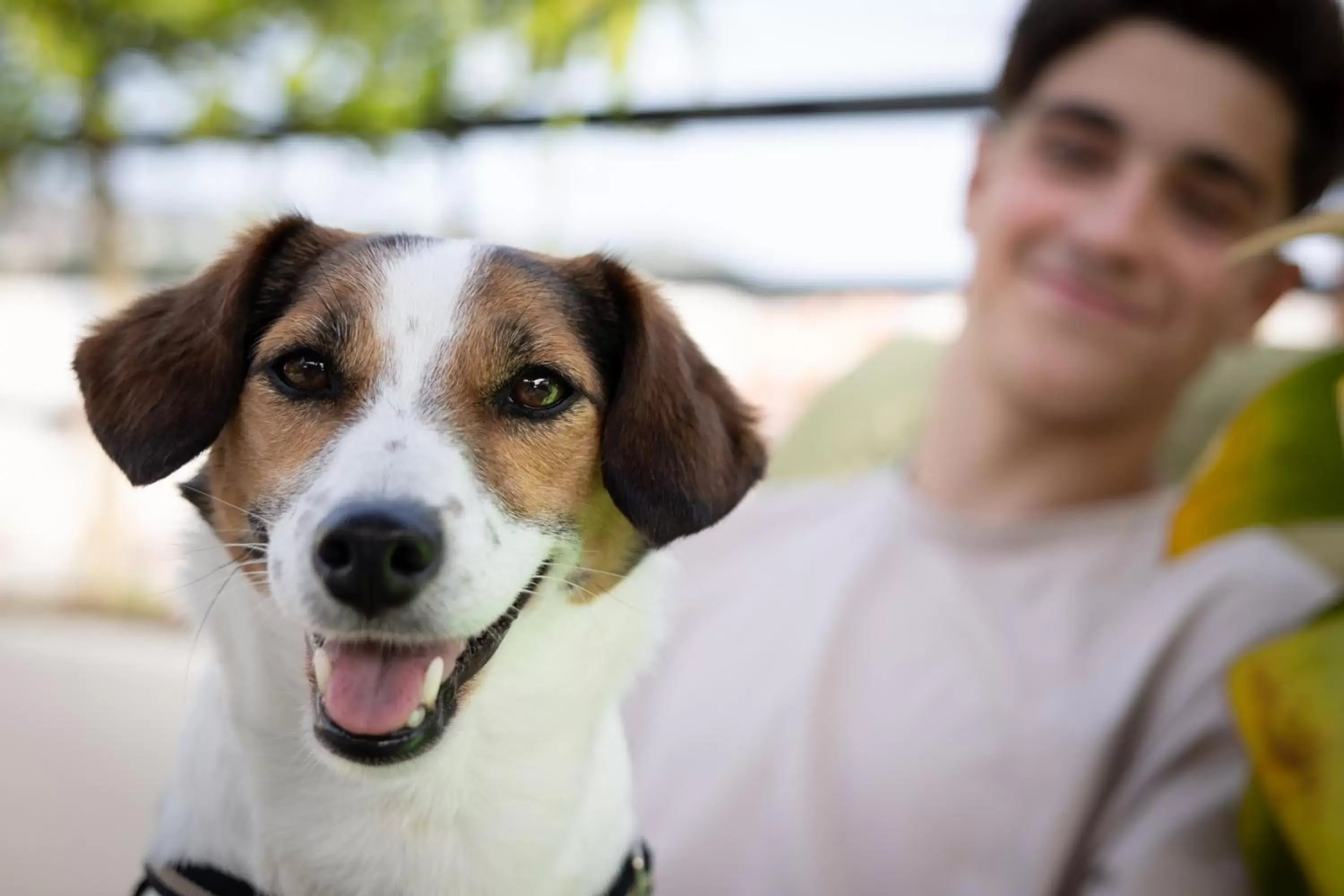 Animals, Pets in Mercure Nice Centre Grimaldi