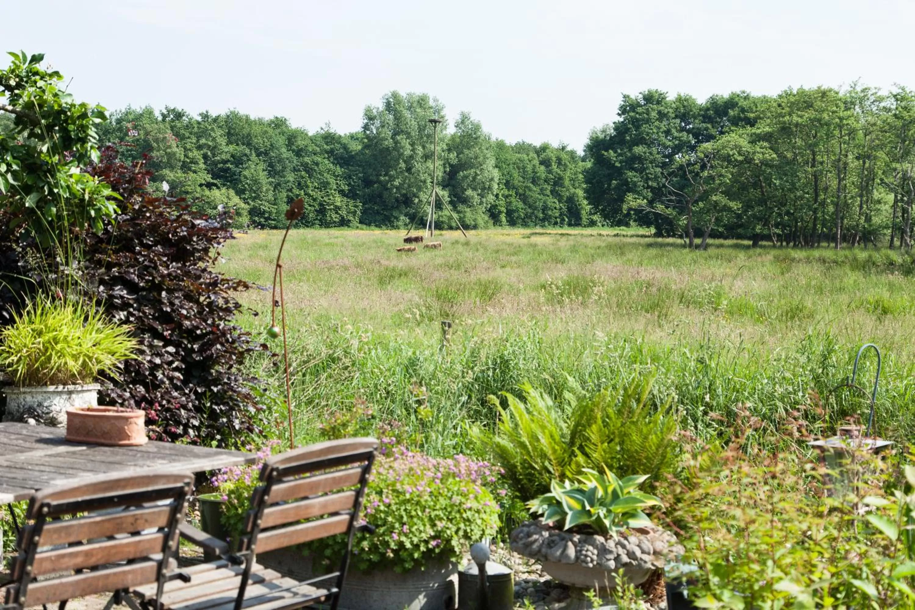 Natural landscape, Patio/Outdoor Area in De Wiede Blik
