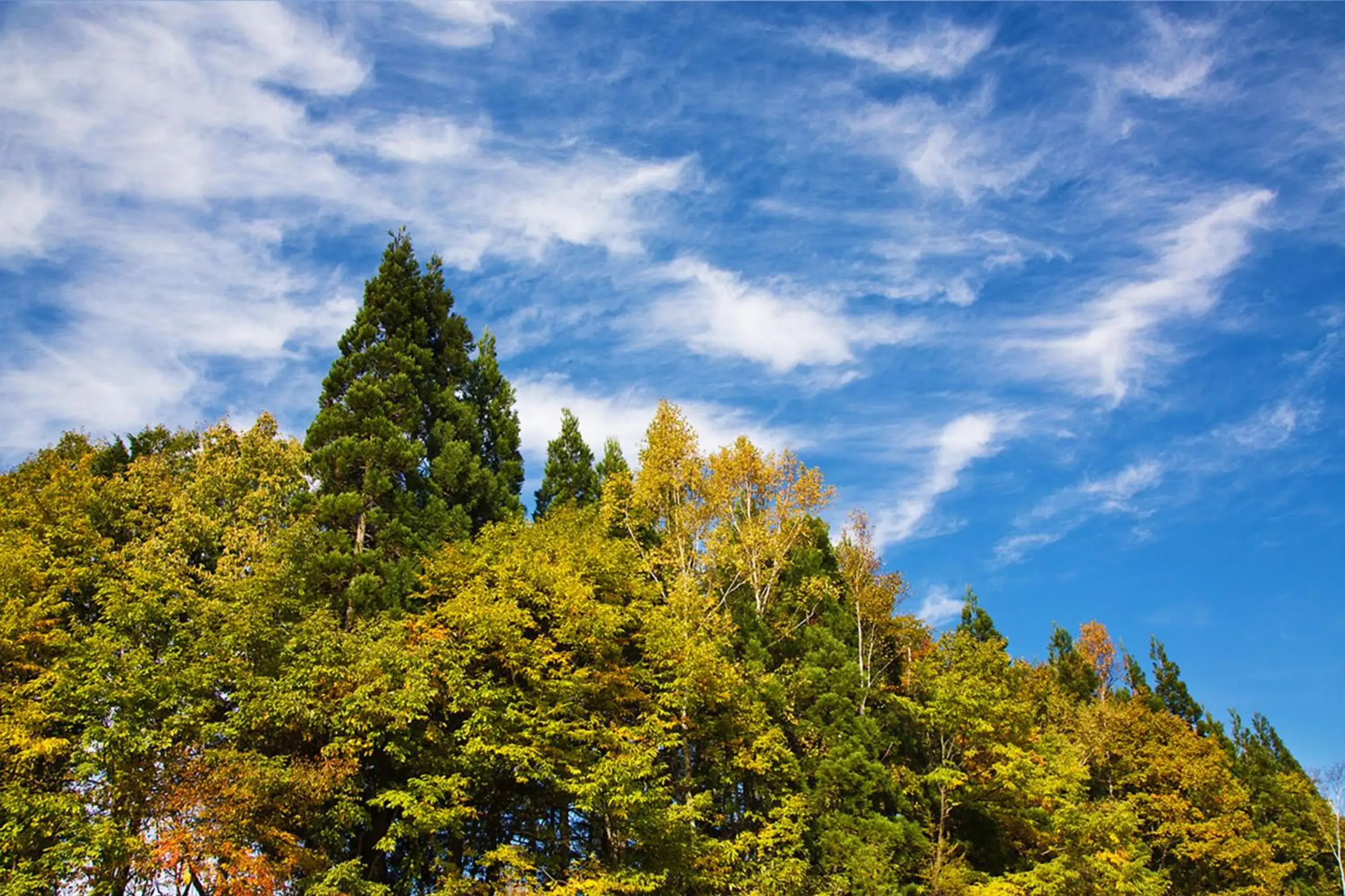 Natural landscape in Resort Villa Takayama