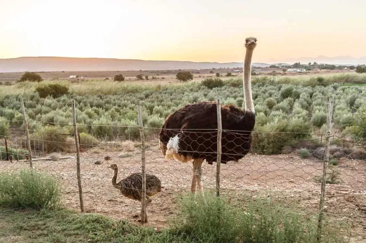 Other Animals in De Denne Country Guest House