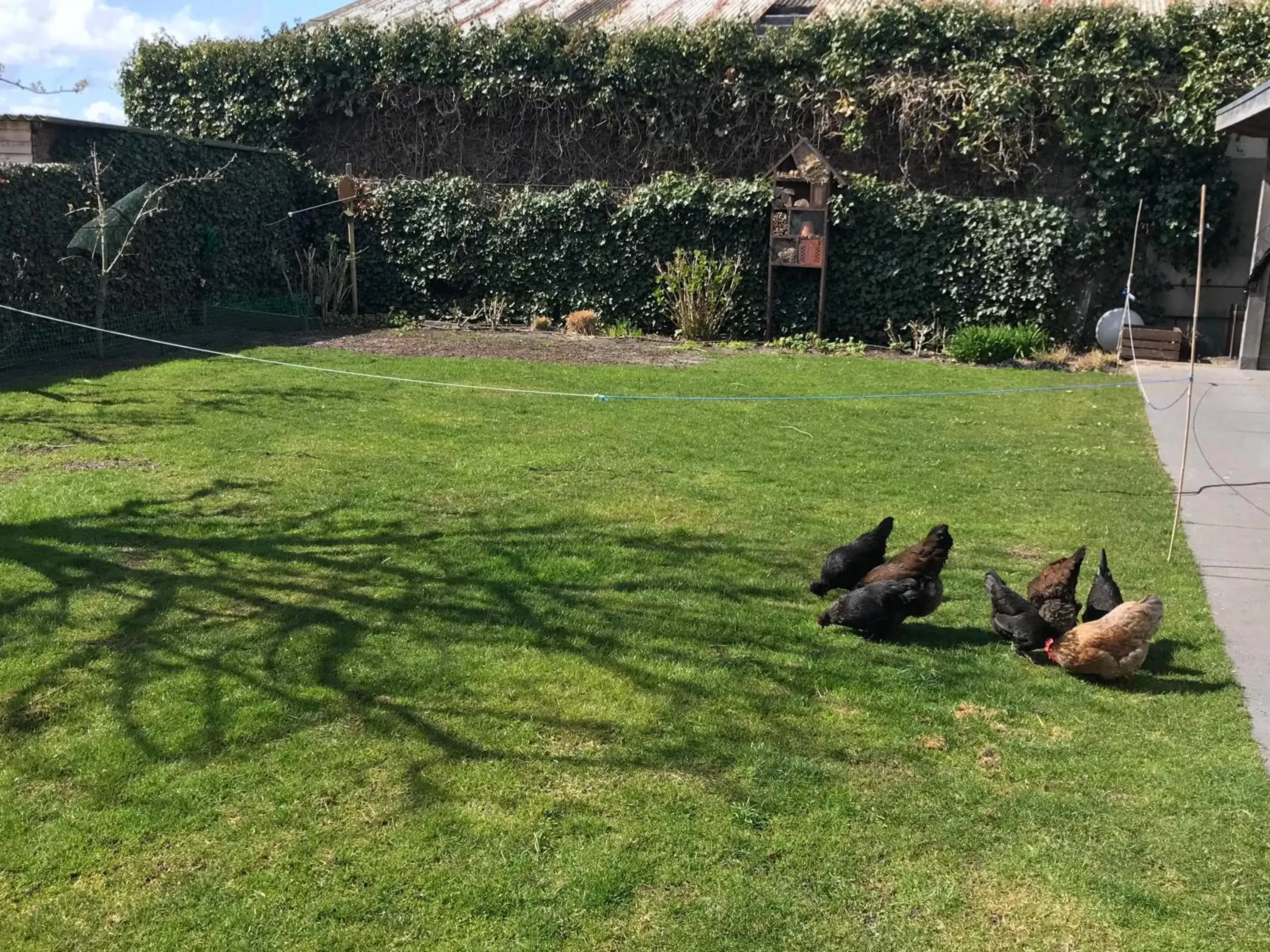 Breakfast, Garden in Flowerbed